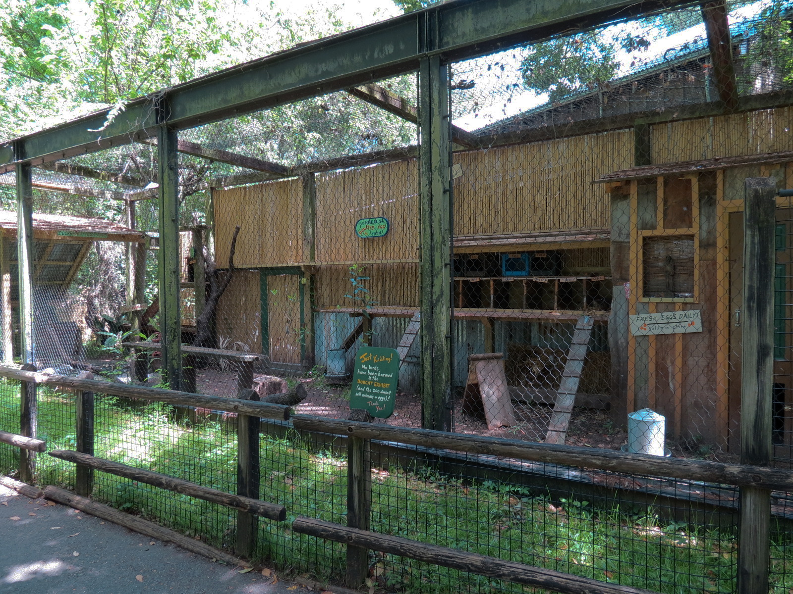 Louisiana Swamp - Bobcat Exhibit