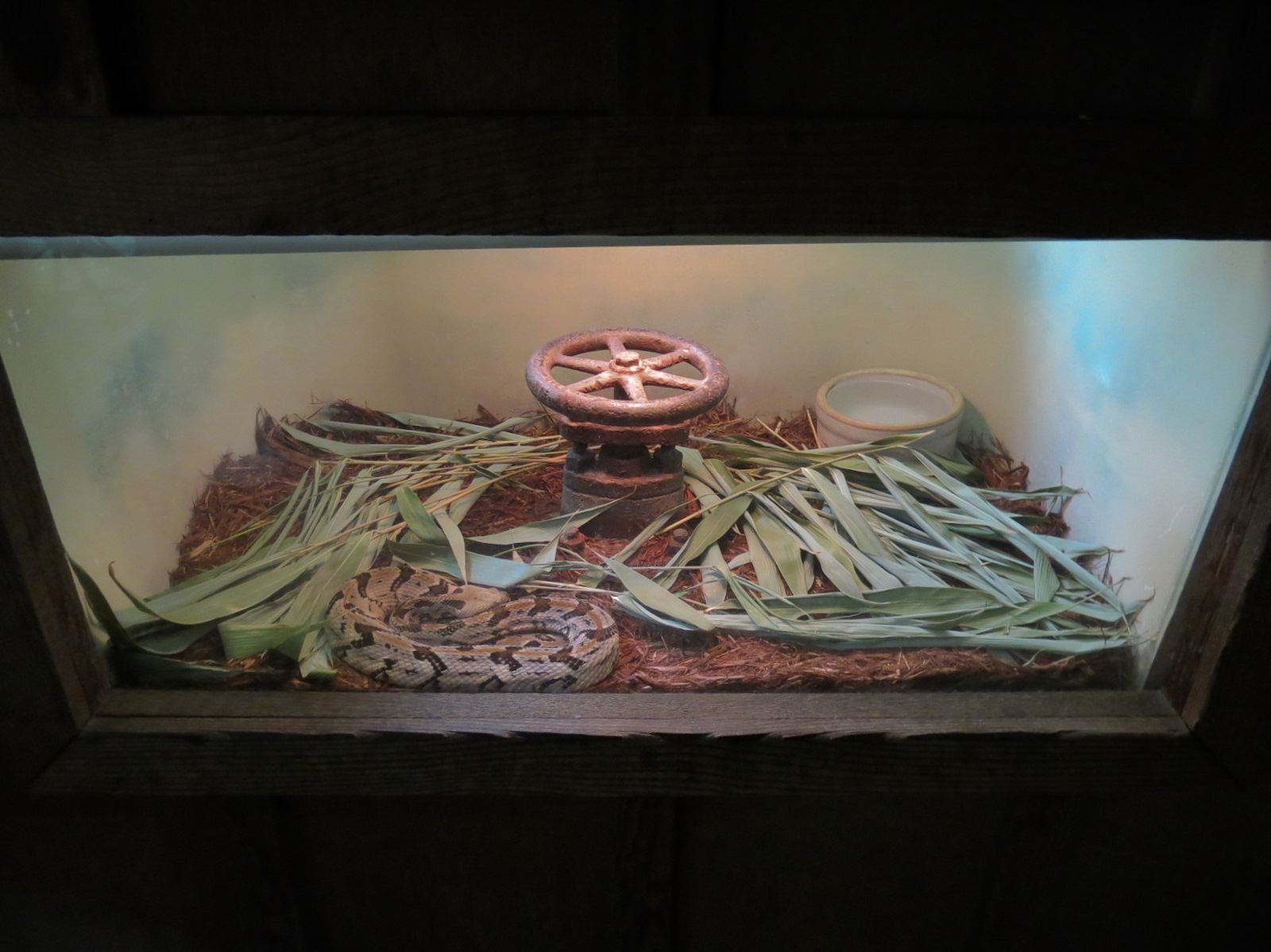Louisiana Swamp - Canebreak Rattlesnake Exhibit