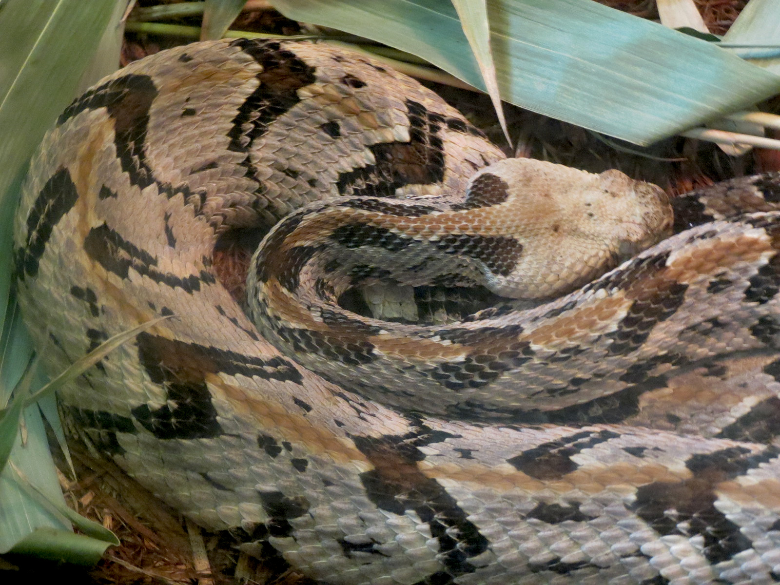 Louisiana Swamp - Canebreak Rattlesnake Exhibit