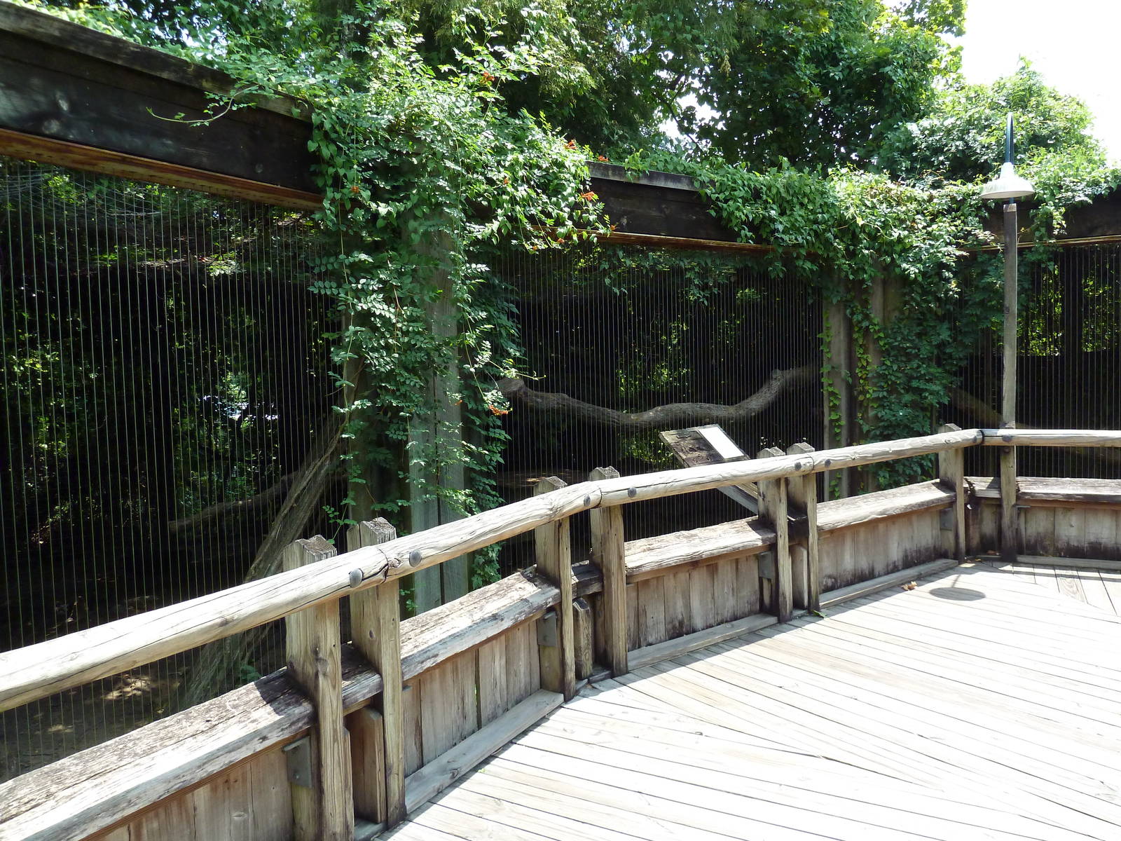 Louisiana Swamp - Cougar Exhibit