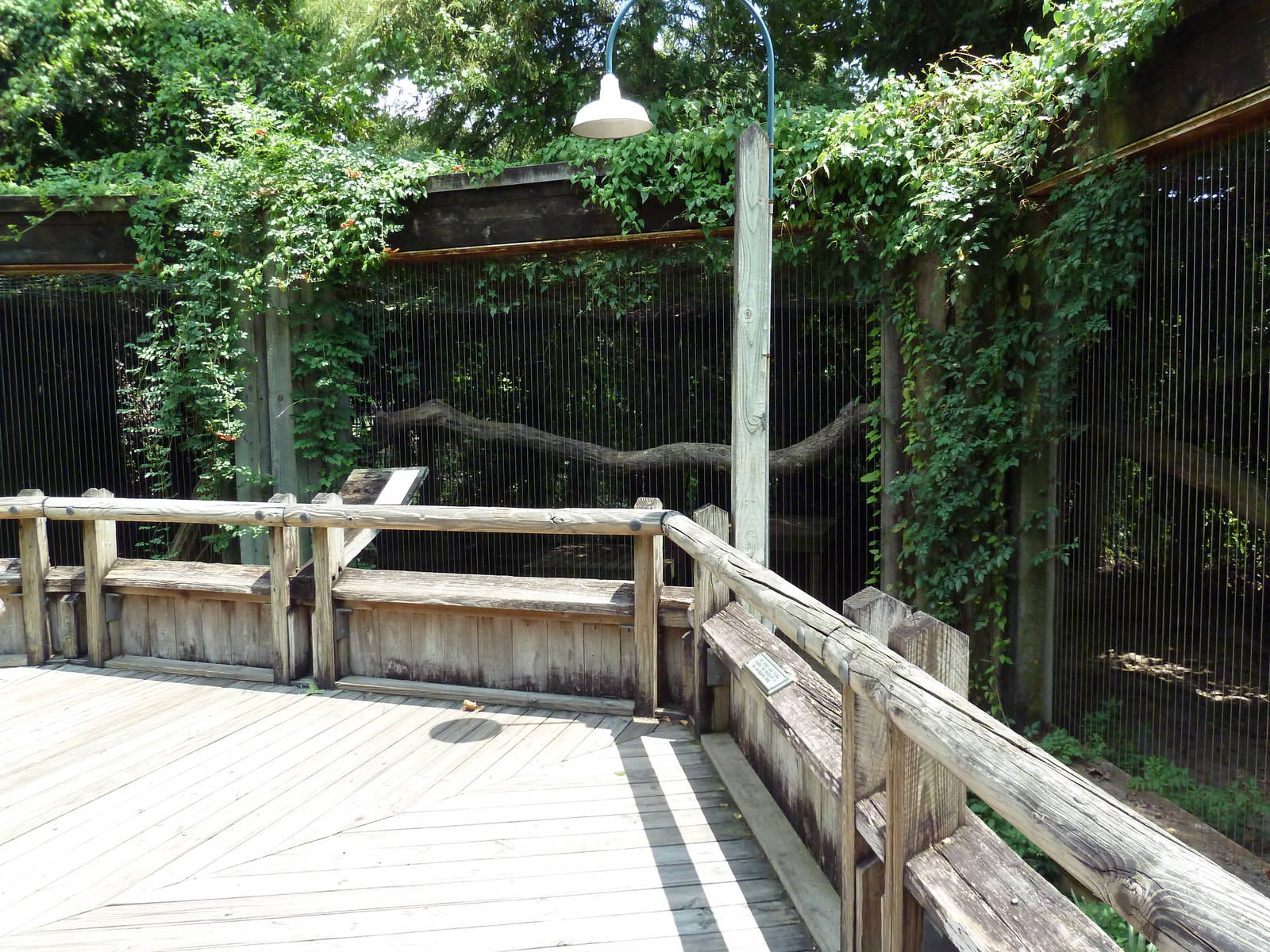 Louisiana Swamp - Cougar Exhibit