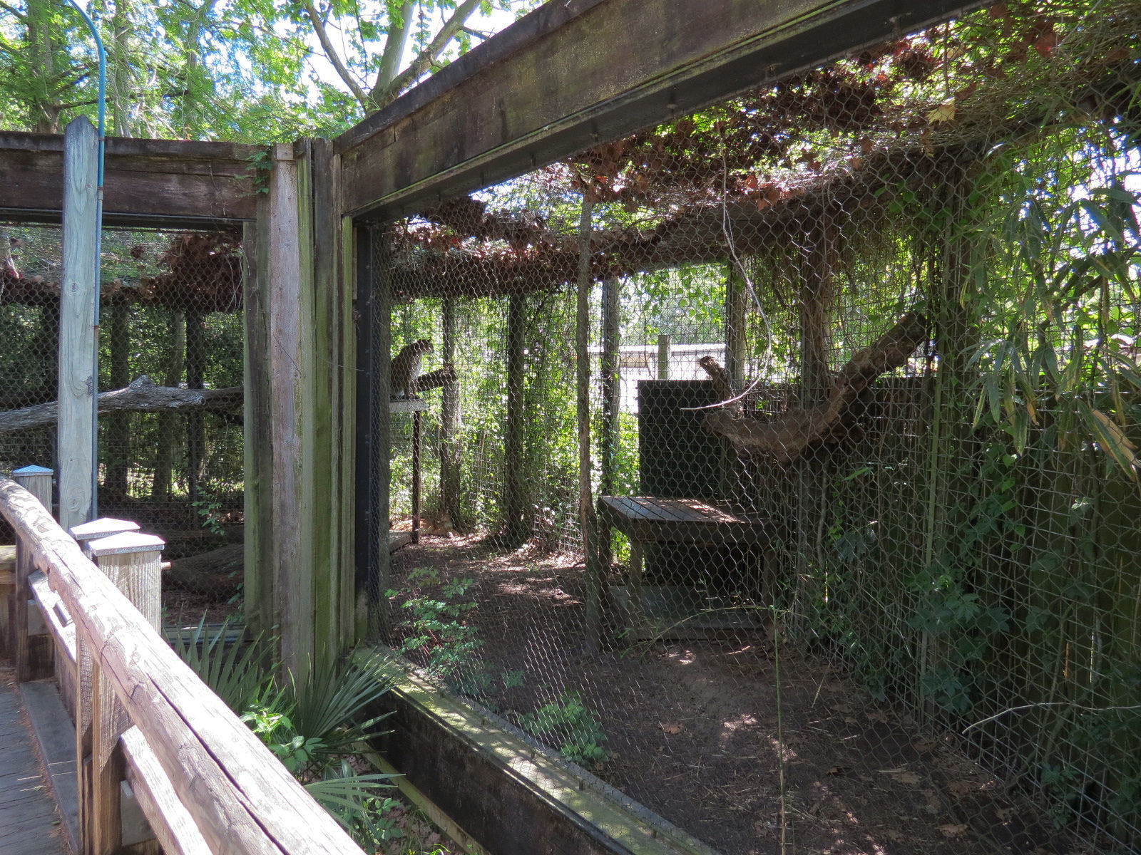 Louisiana Swamp - Cougar Exhibit