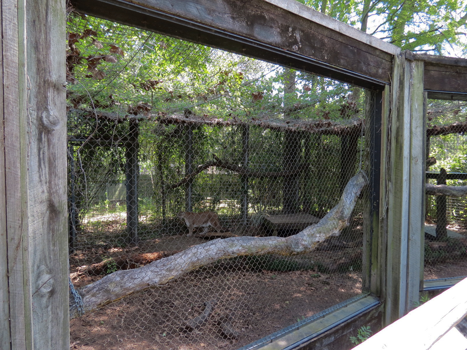 Louisiana Swamp - Cougar Exhibit