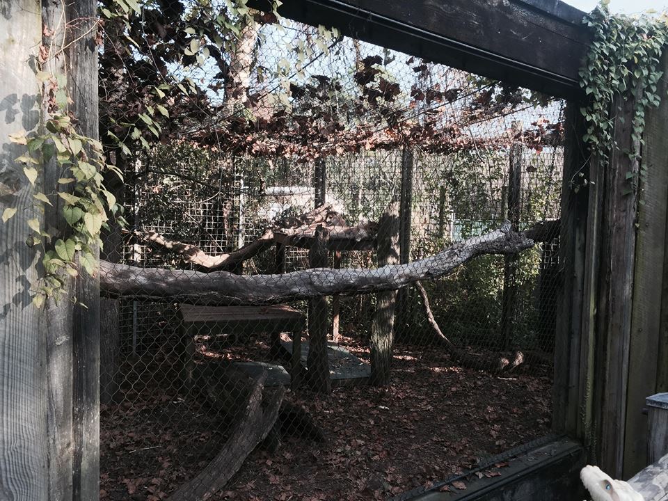 Louisiana Swamp- Cougar