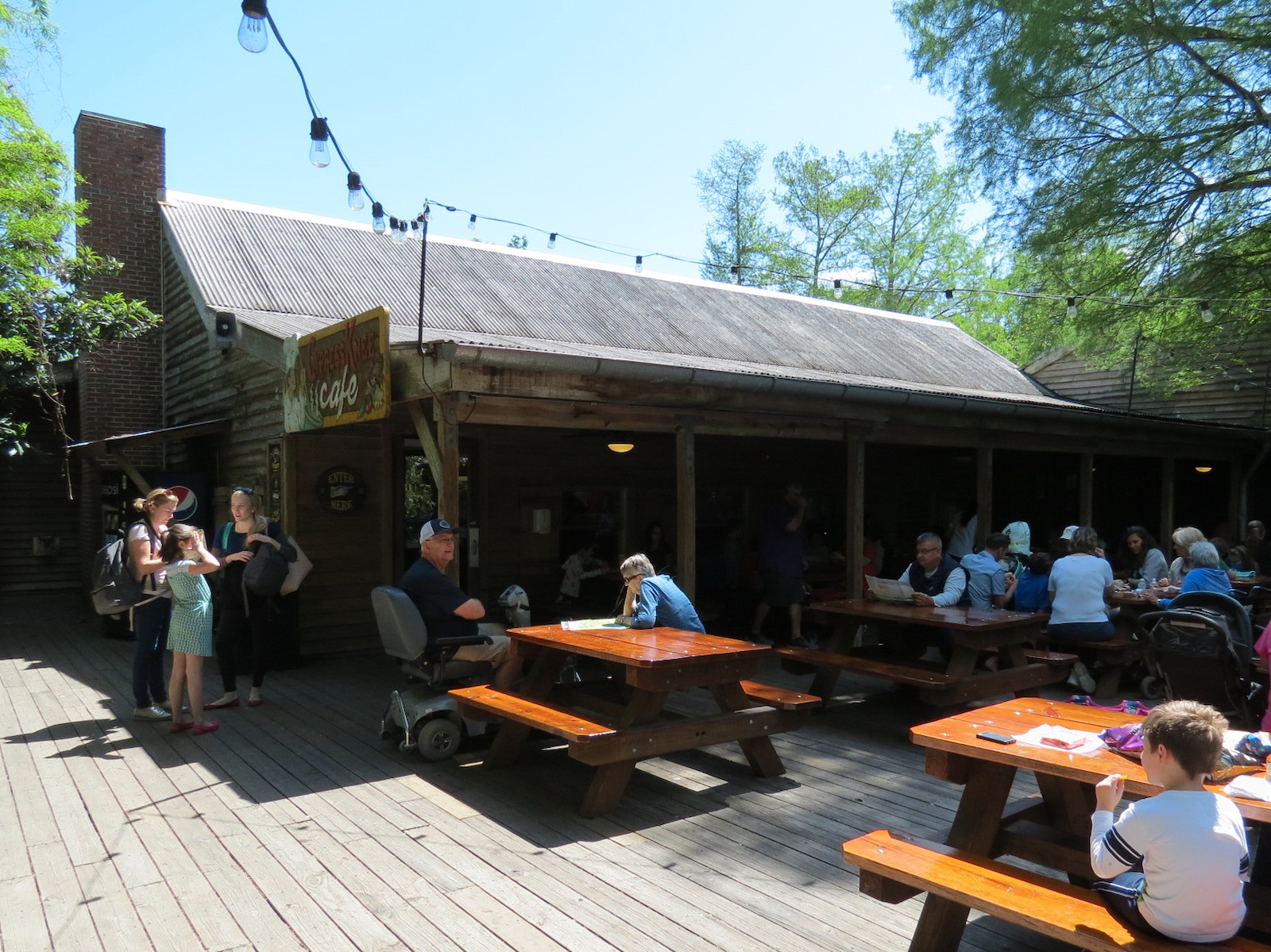Louisiana Swamp - Cypress Knee Cafe