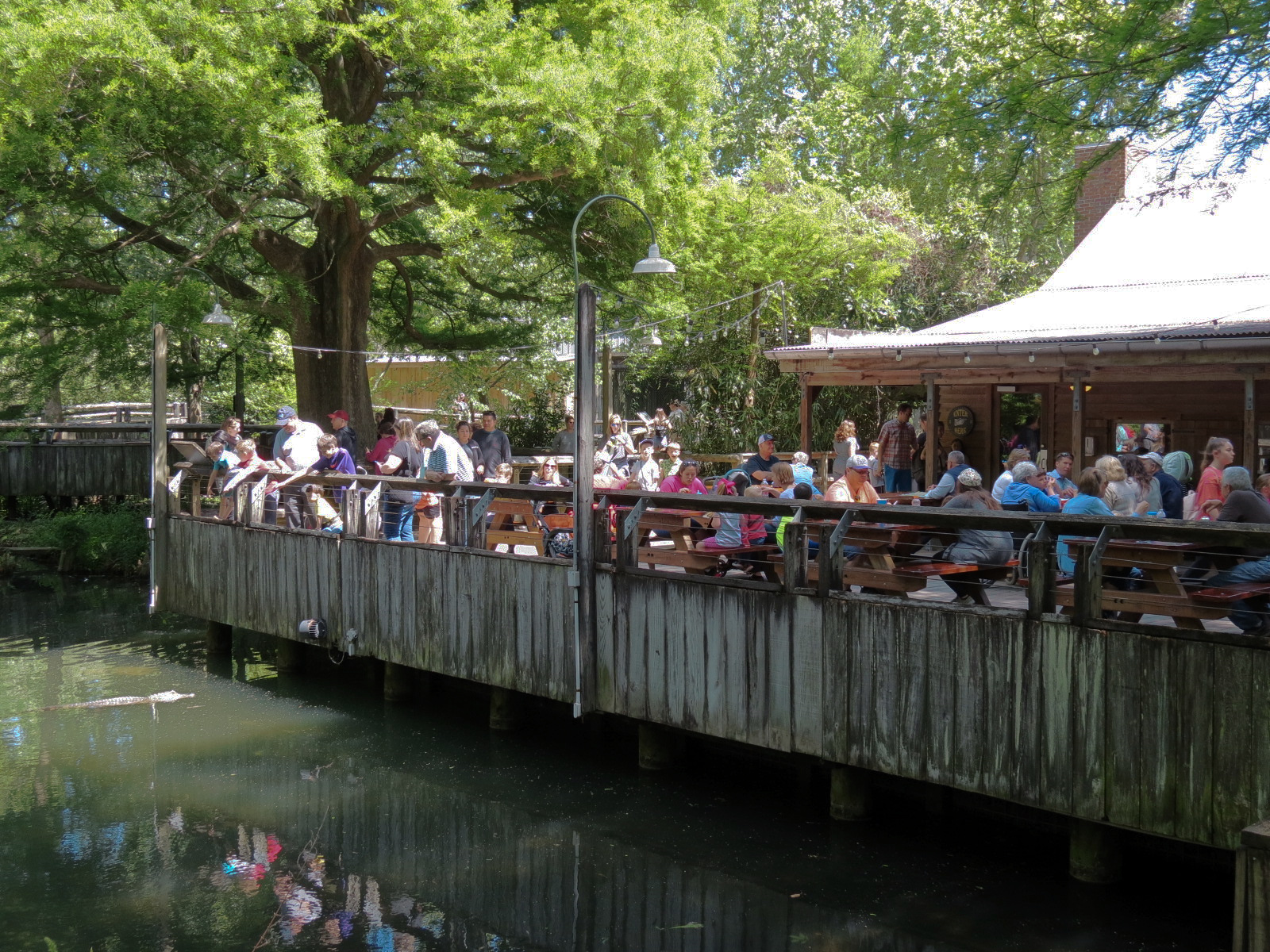 Louisiana Swamp - Cypress Knee Cafe
