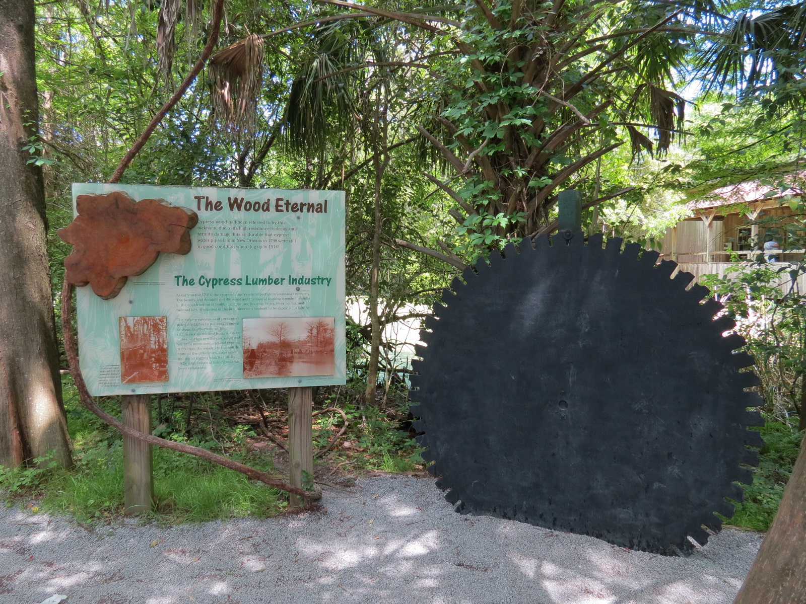 Louisiana Swamp - Cypress Lumber Display