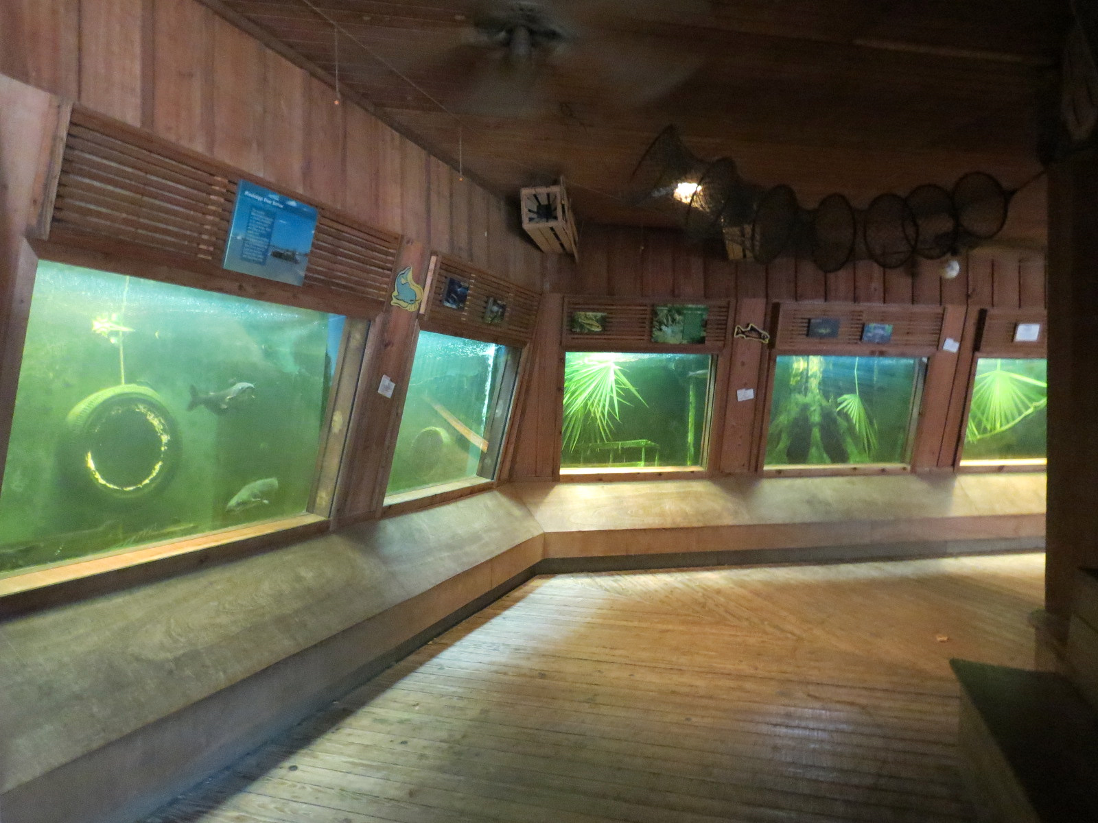 Louisiana Swamp - Fish Exhibits