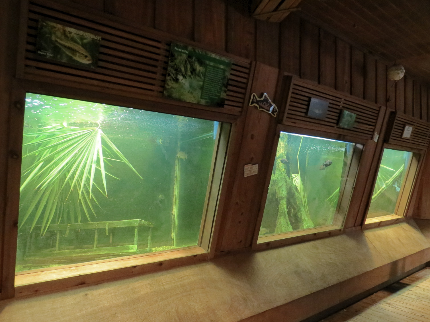 Louisiana Swamp - Fish Exhibits