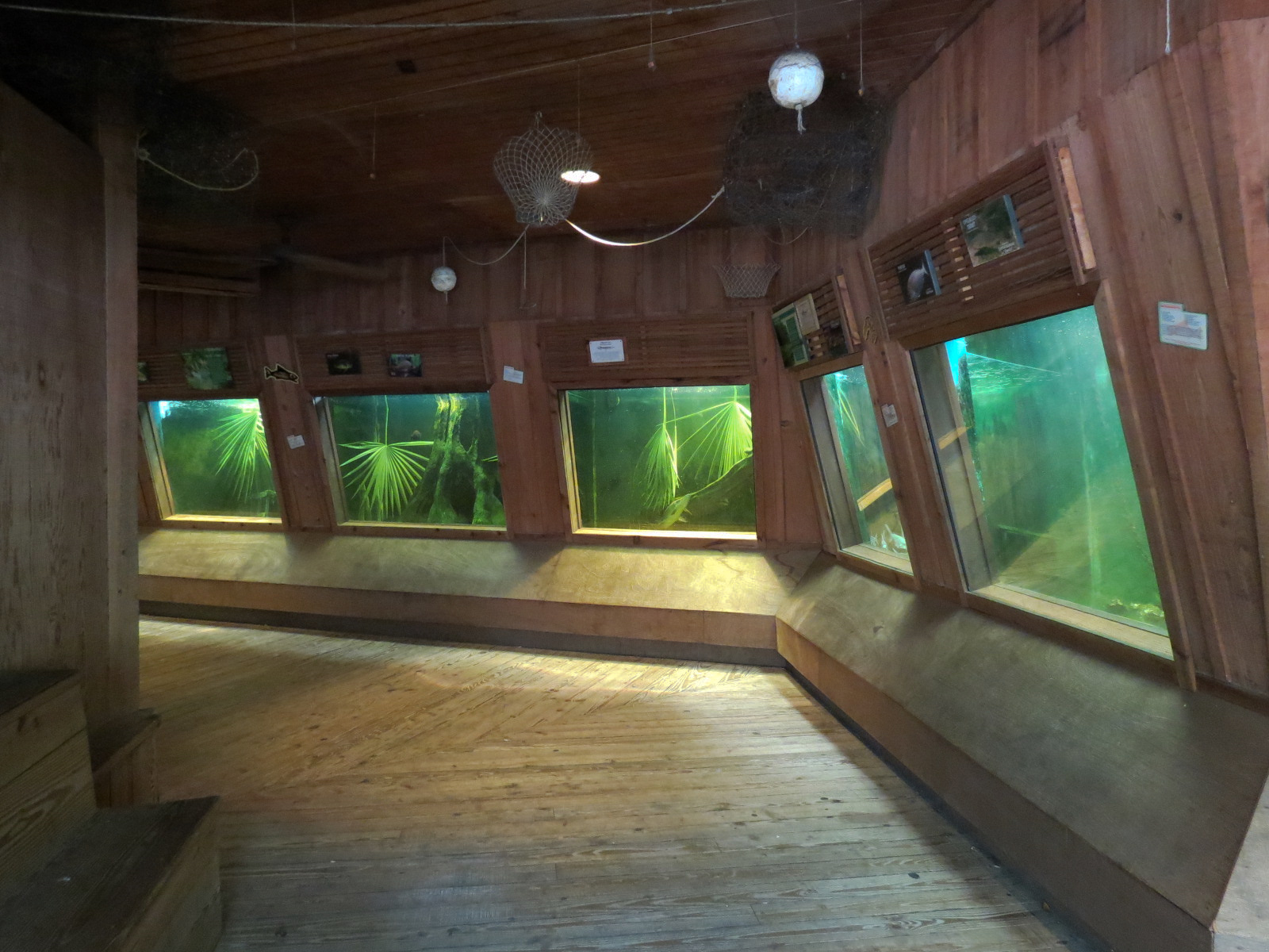 Louisiana Swamp - Fish Exhibits