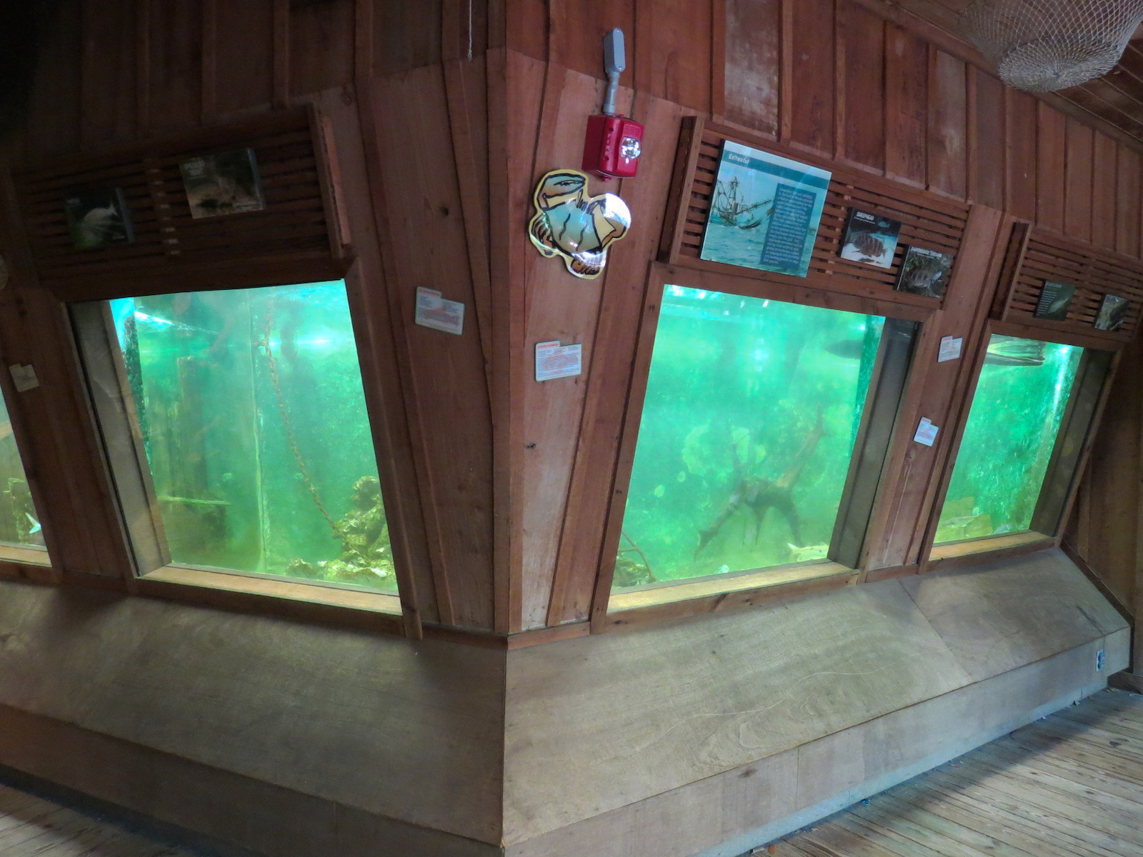Louisiana Swamp - Fish Exhibits