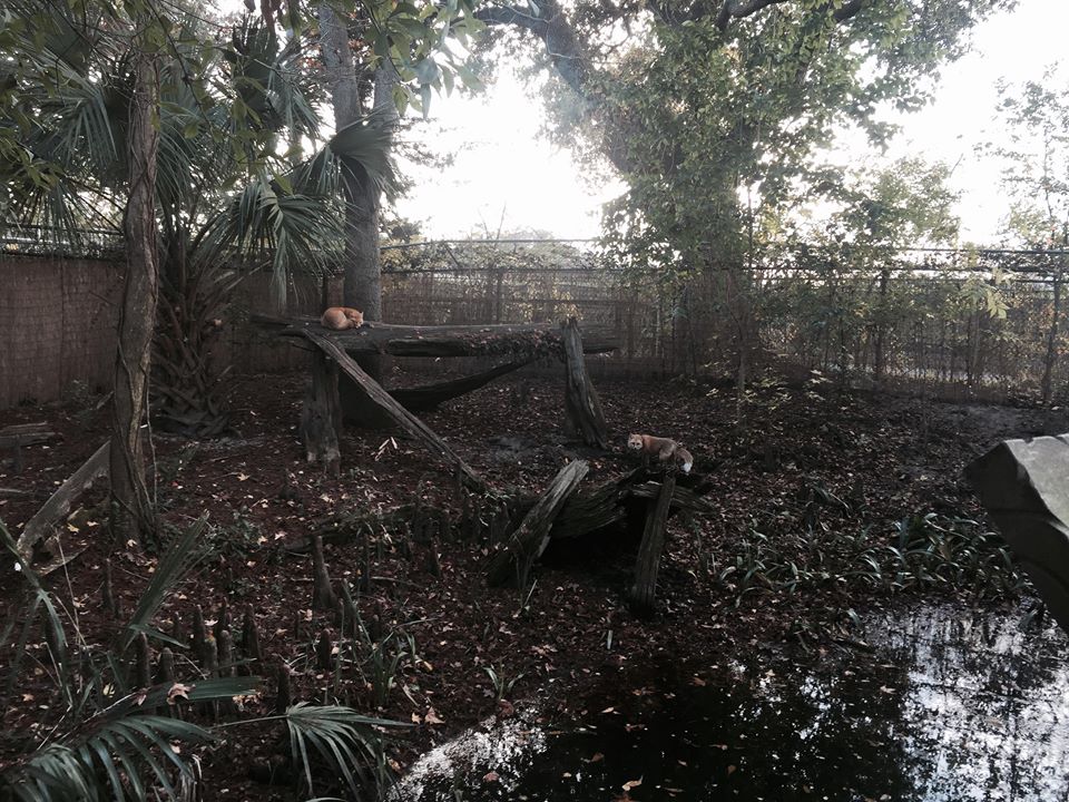Louisiana Swamp- Fox