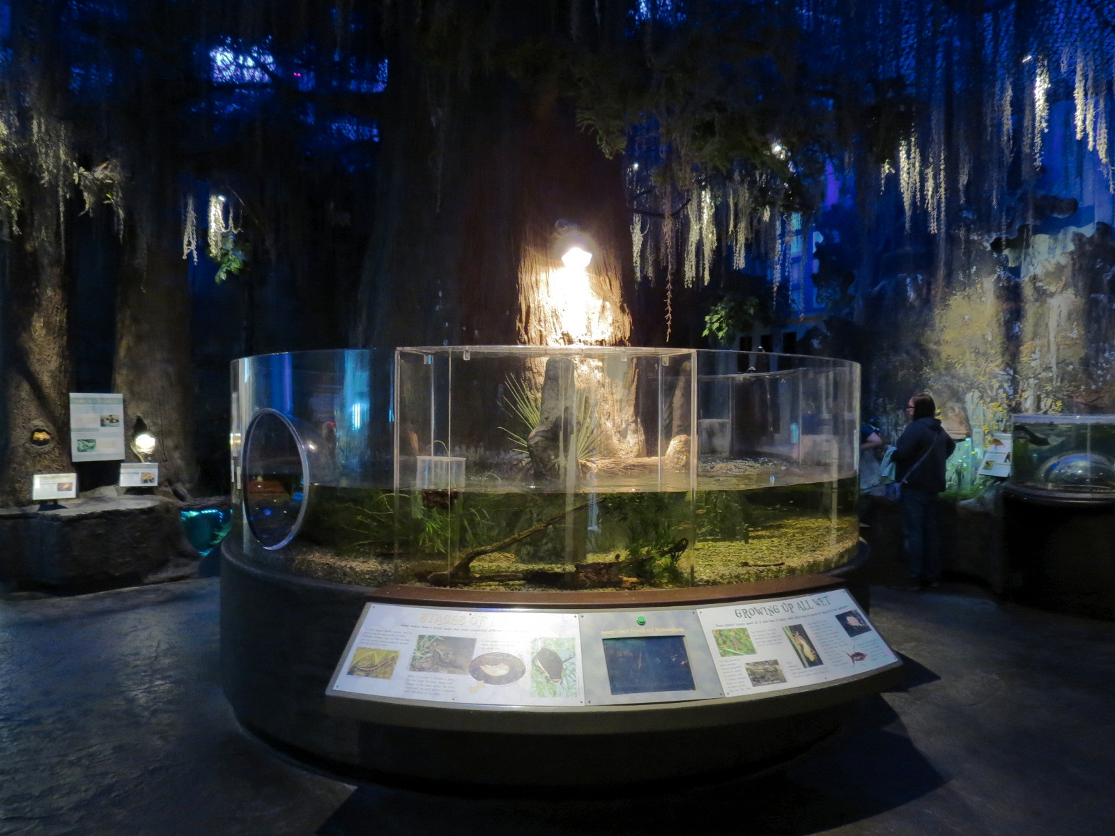 Louisiana Swamp Gallery - American Alligator Exhibit