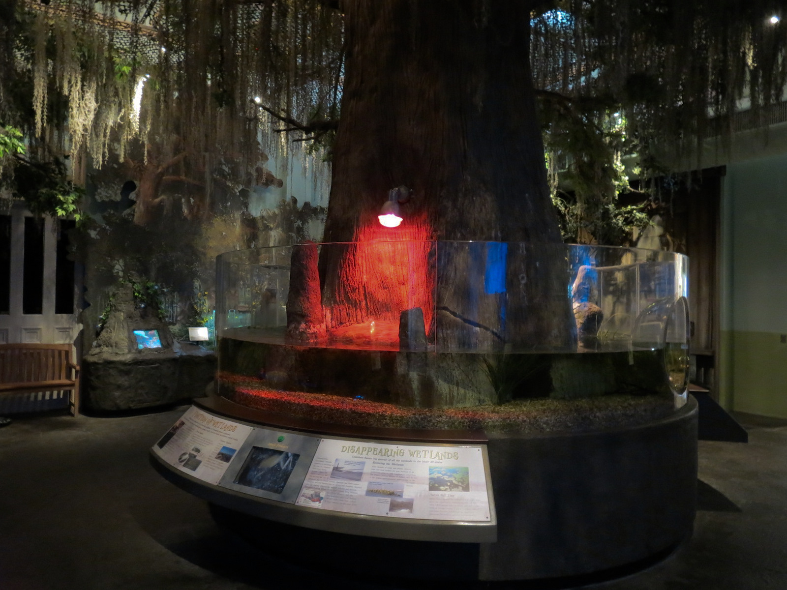 Louisiana Swamp Gallery - American Alligator Exhibit