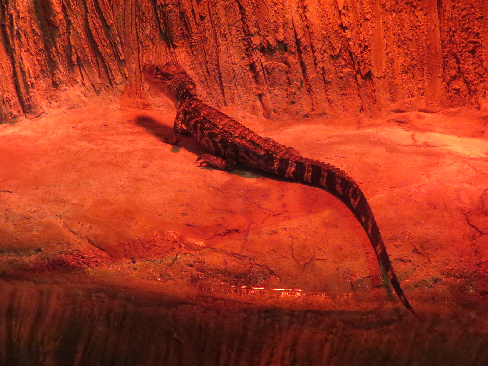 Louisiana Swamp Gallery - American Alligator Exhibit