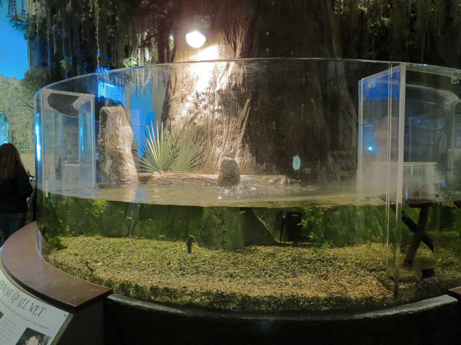 Louisiana Swamp Gallery - American Alligator Exhibit