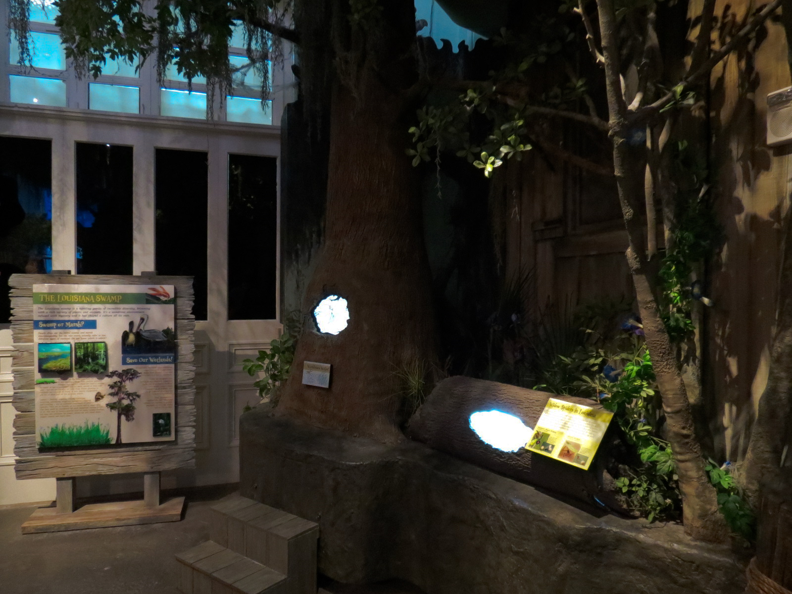 Louisiana Swamp Gallery - Brown Widow and Southern Black Widow Exhibits