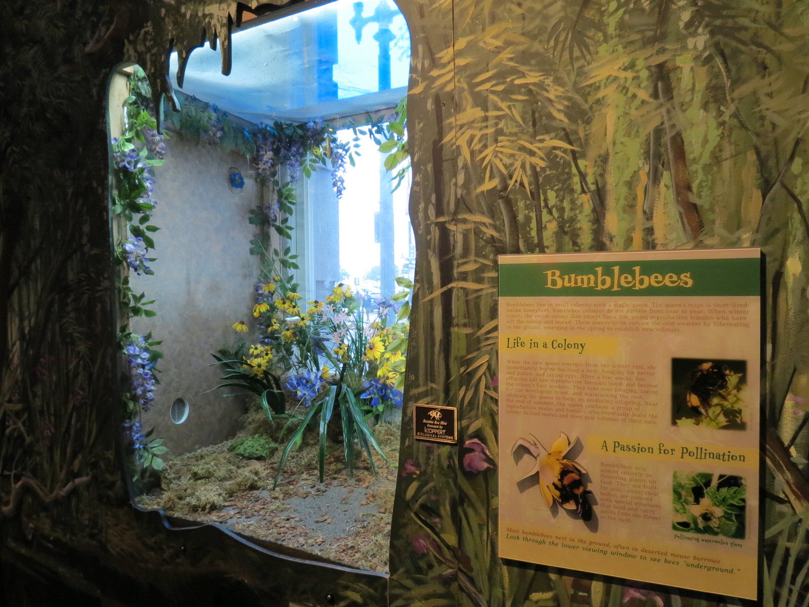Louisiana Swamp Gallery - Bumblebee Exhibit