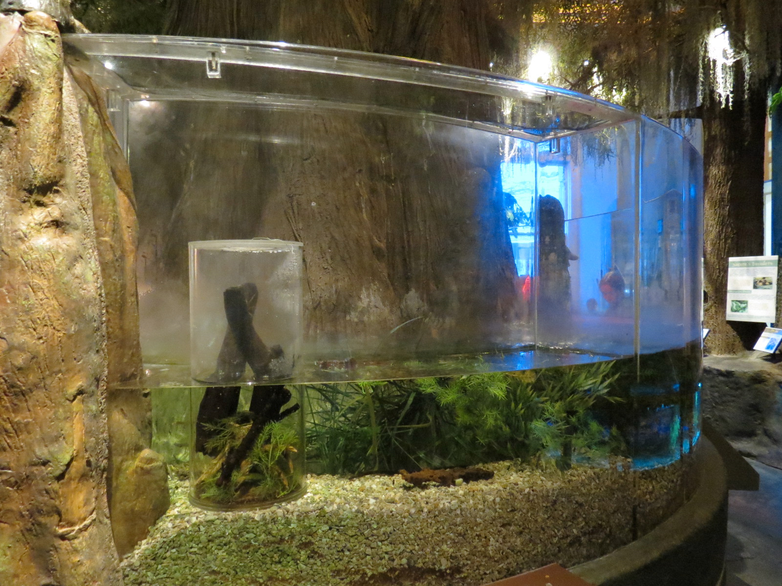 Louisiana Swamp Gallery - Fishing Spider Exhibit