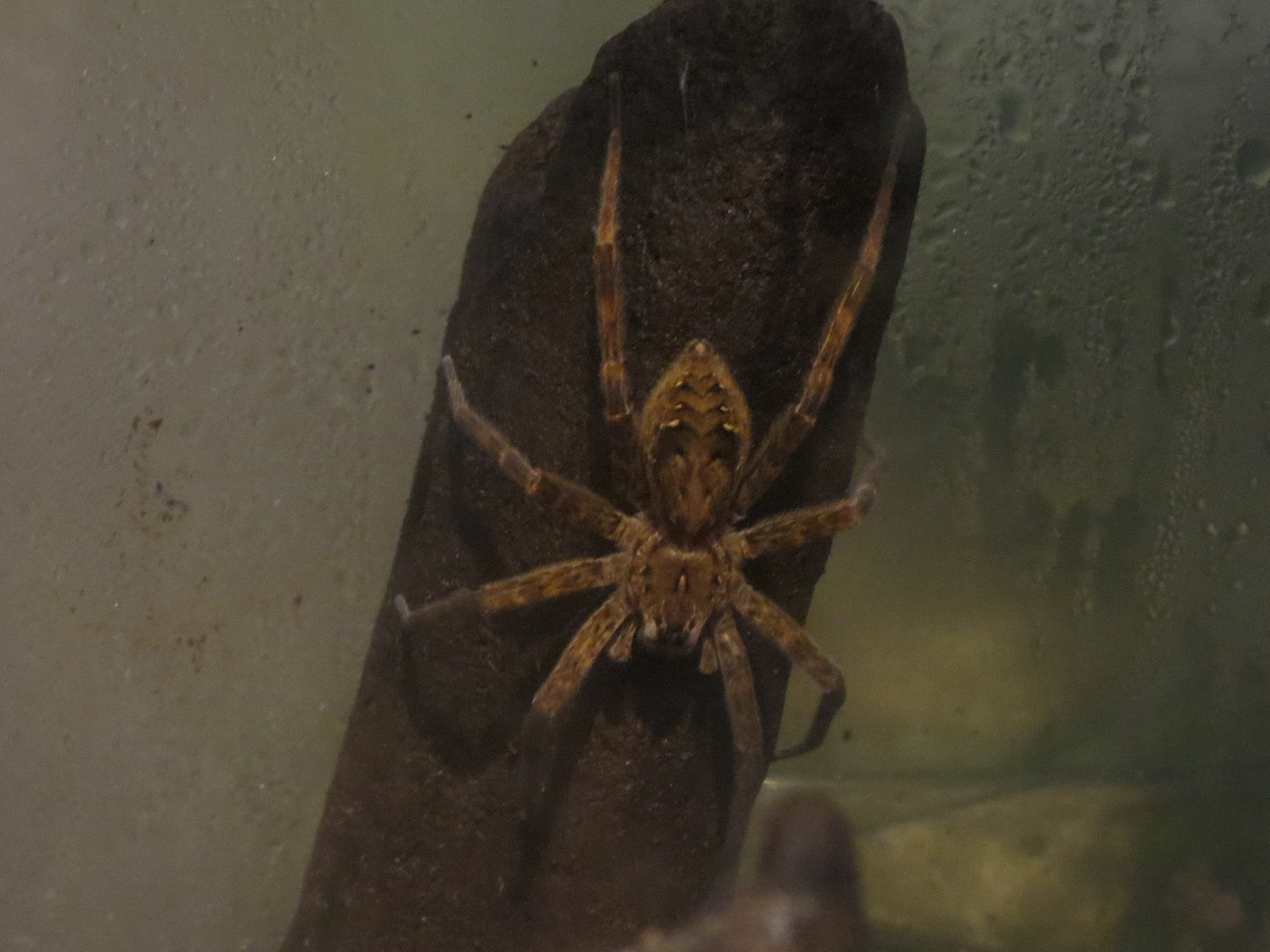 Louisiana Swamp Gallery - Fishing Spider Exhibit