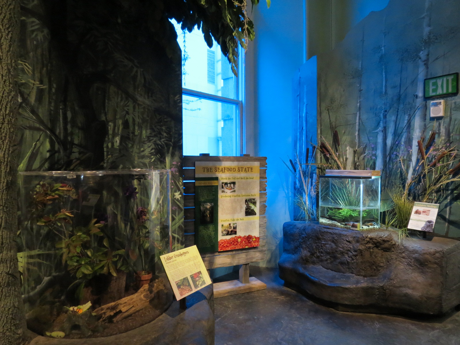 Louisiana Swamp Gallery - Lubber Grasshopper and Red Swamp Crawfish Exhibits