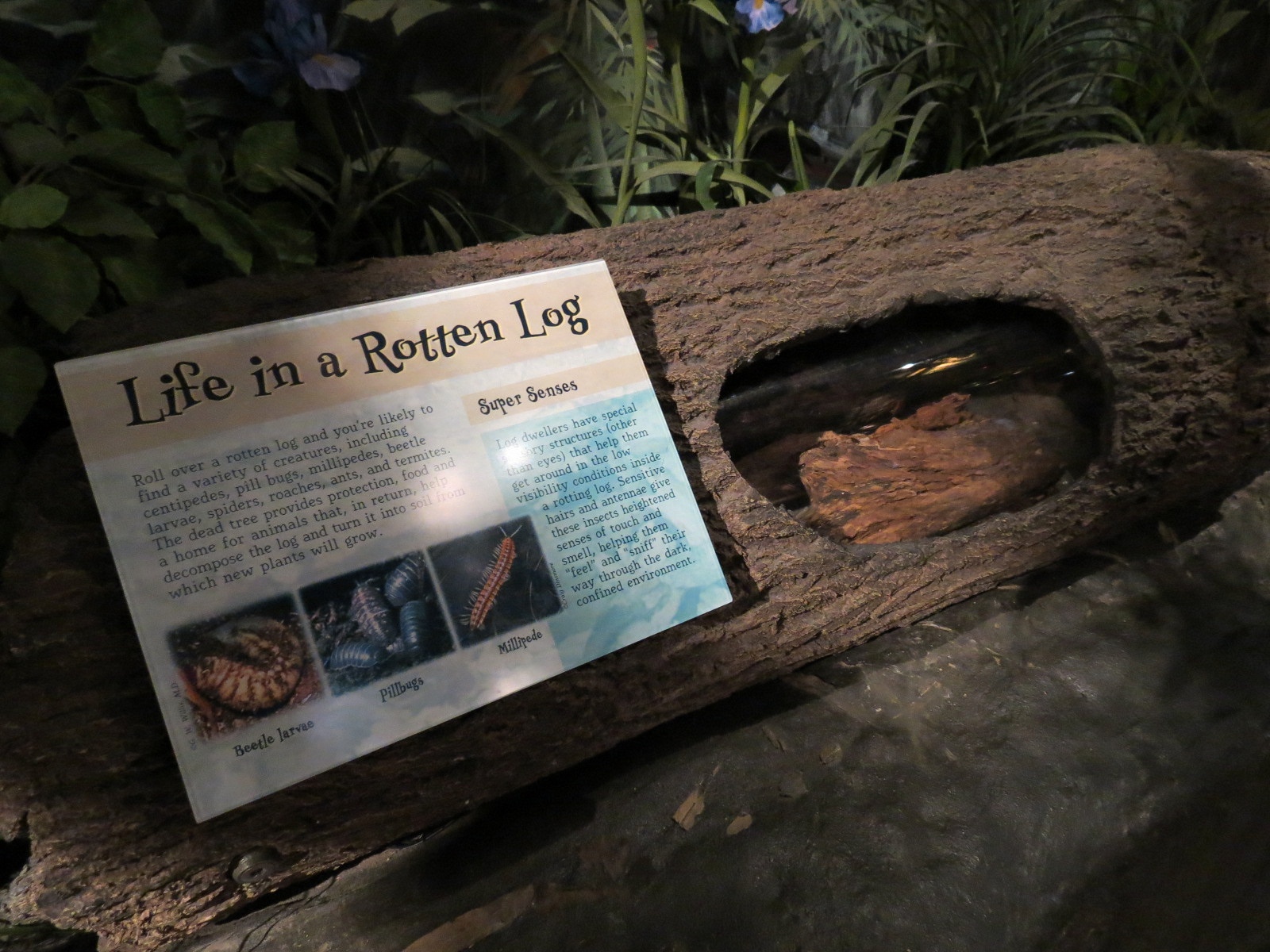 Louisiana Swamp Gallery - Rotten Log Exhibit