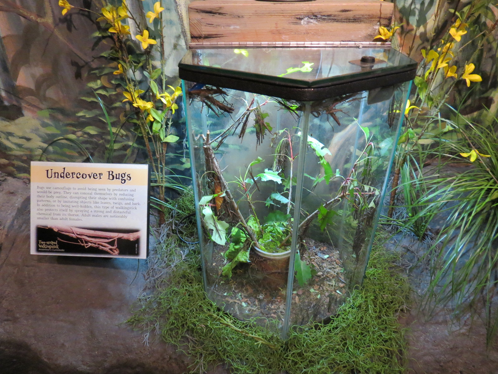 Louisiana Swamp Gallery - Two-striped Walkingstick Exhibit