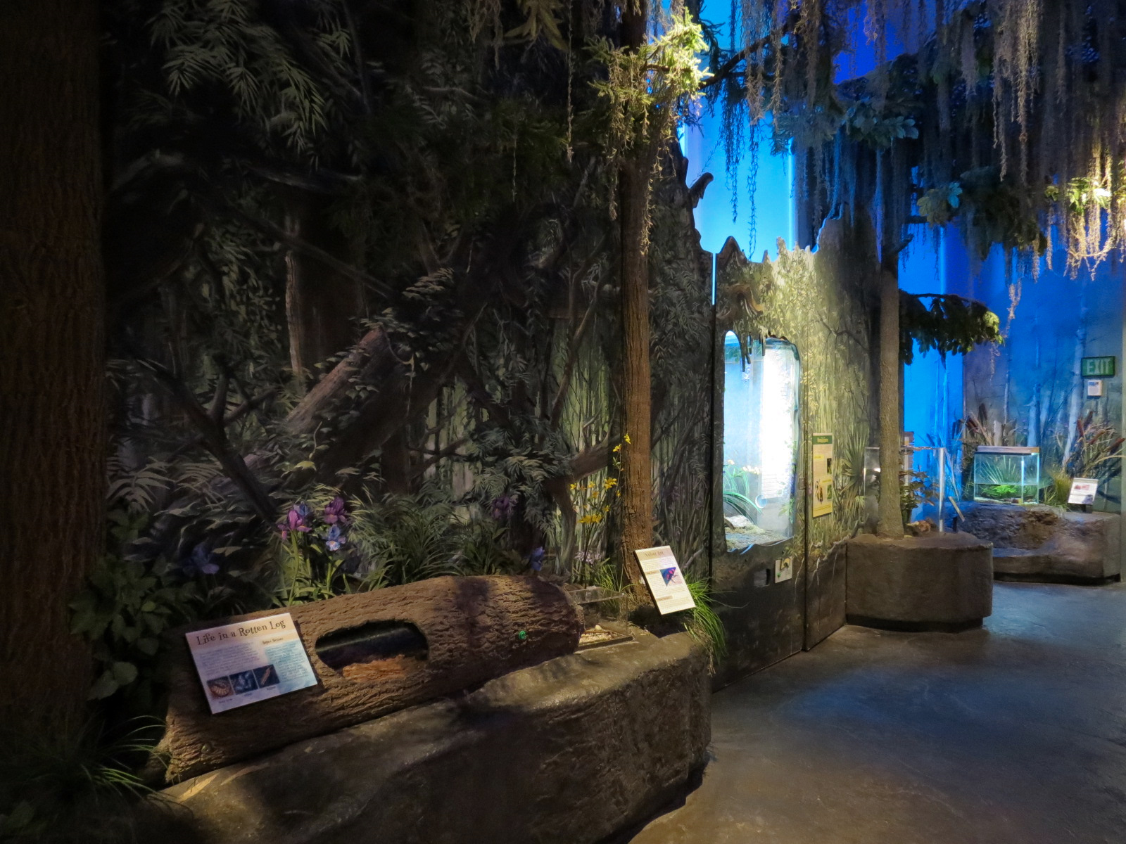 Louisiana Swamp Gallery