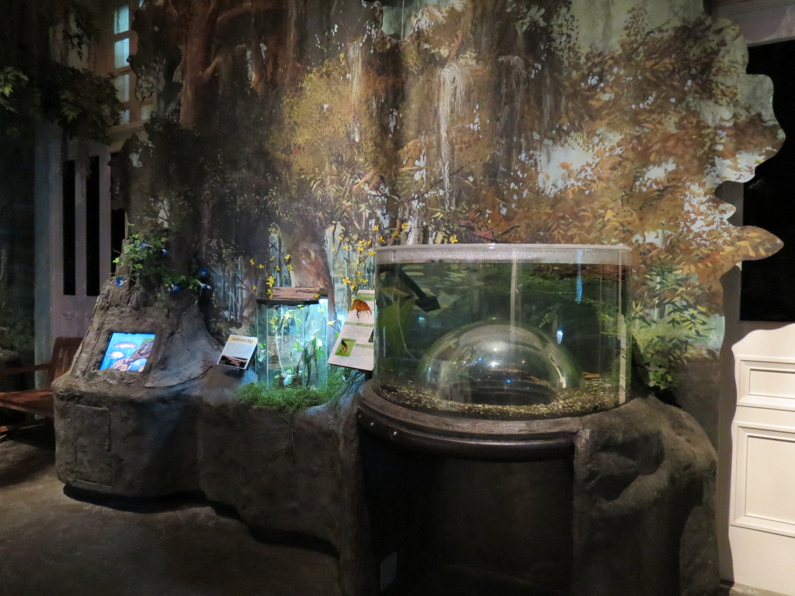 Louisiana Swamp Gallery