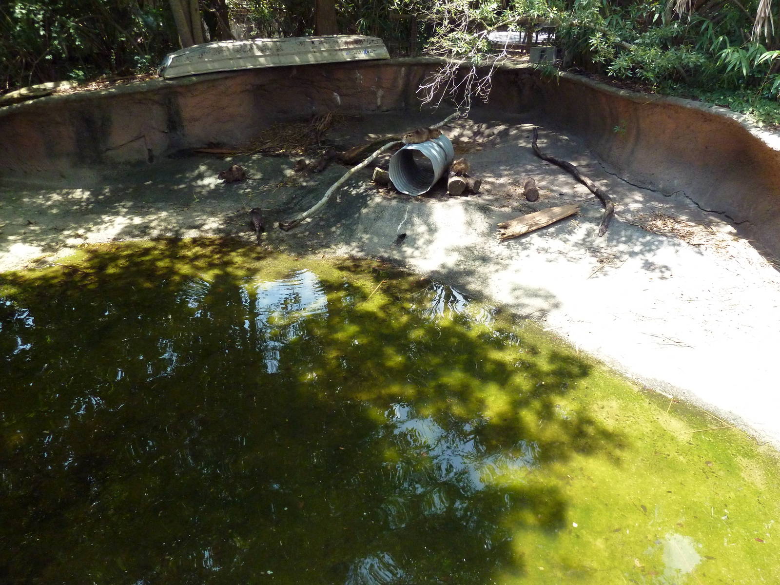 Louisiana Swamp - Nutria Exhibit