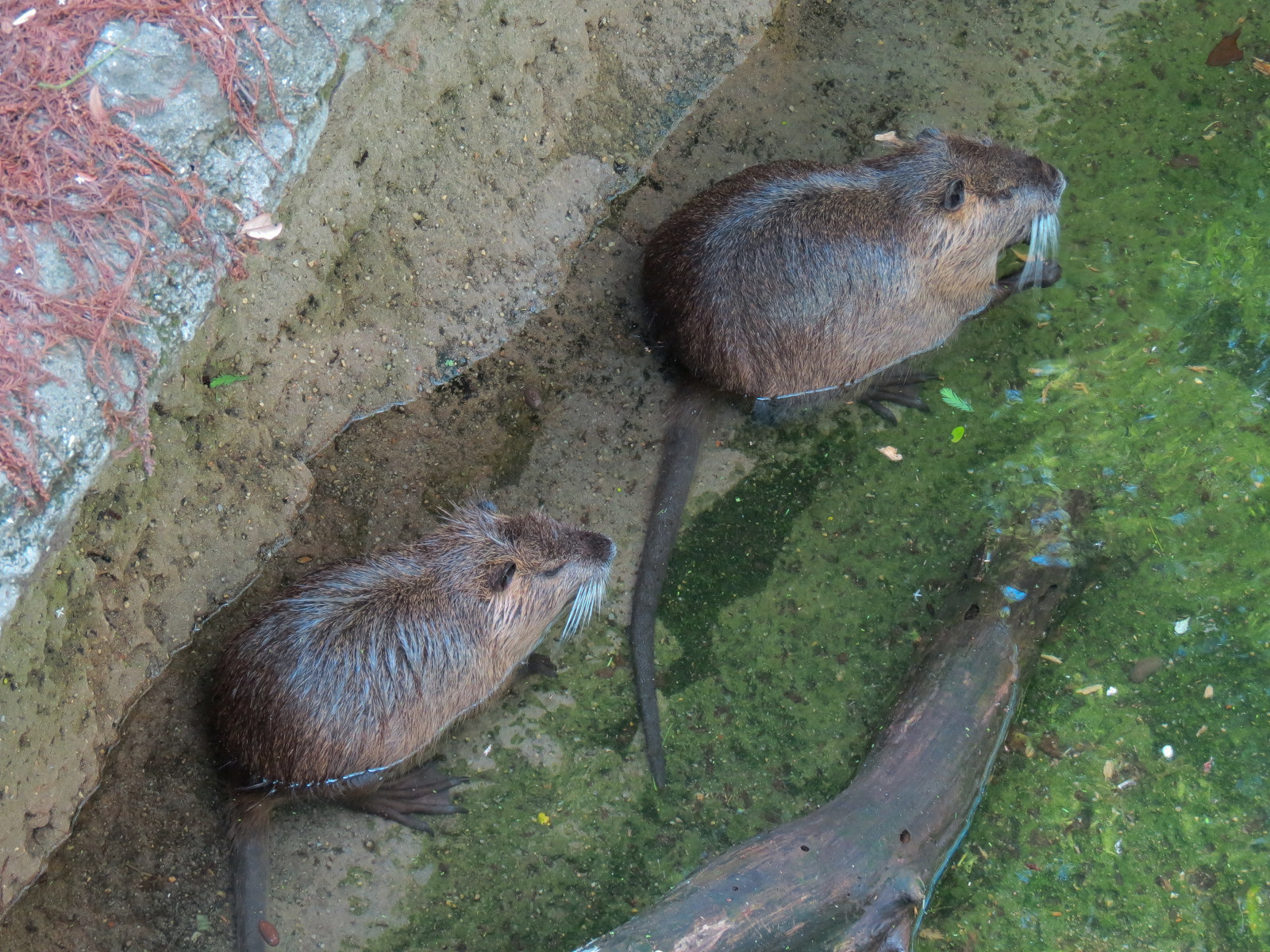 Louisiana Swamp - Nutria Exhibit