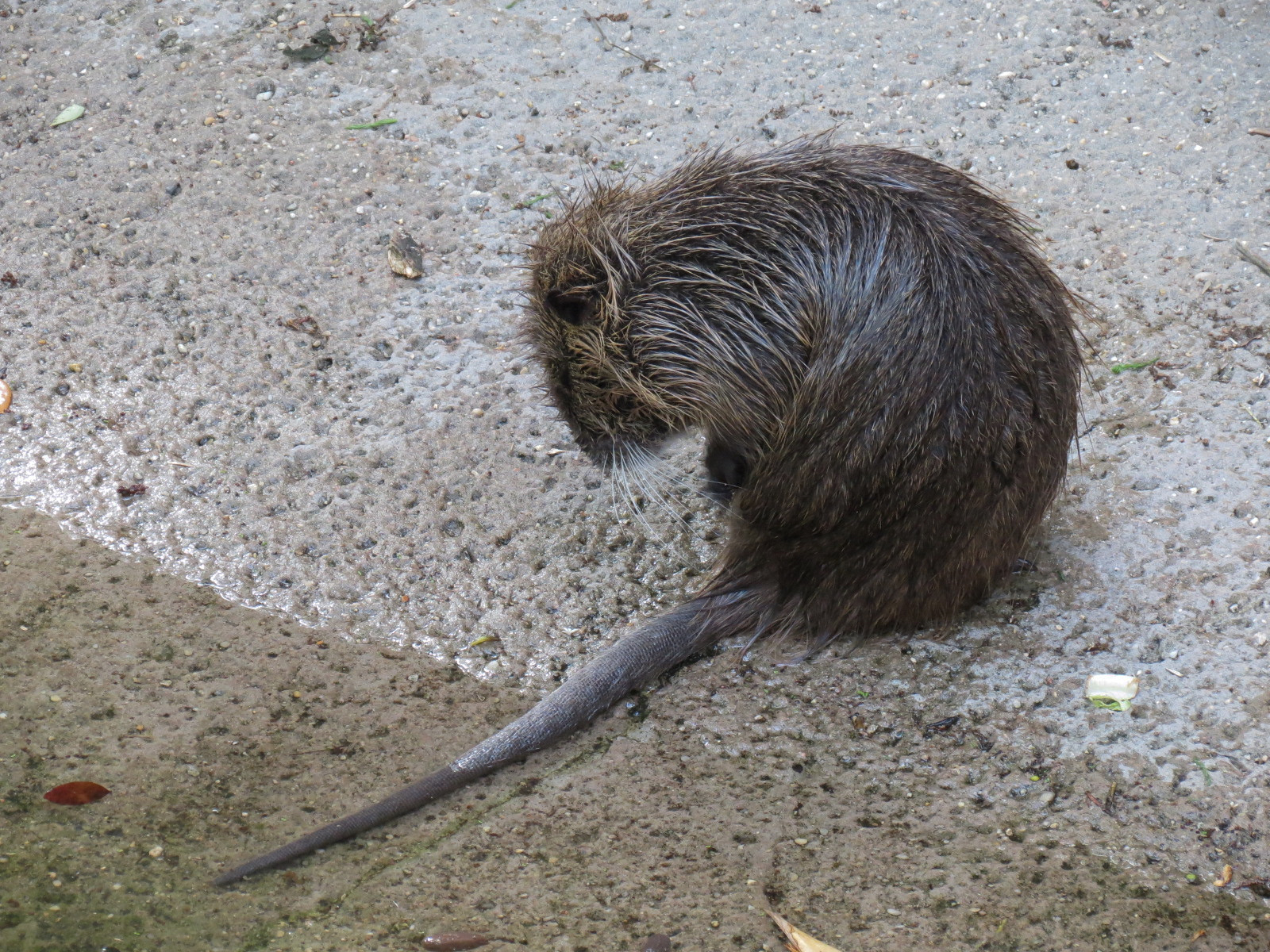 Louisiana Swamp - Nutria Exhibit