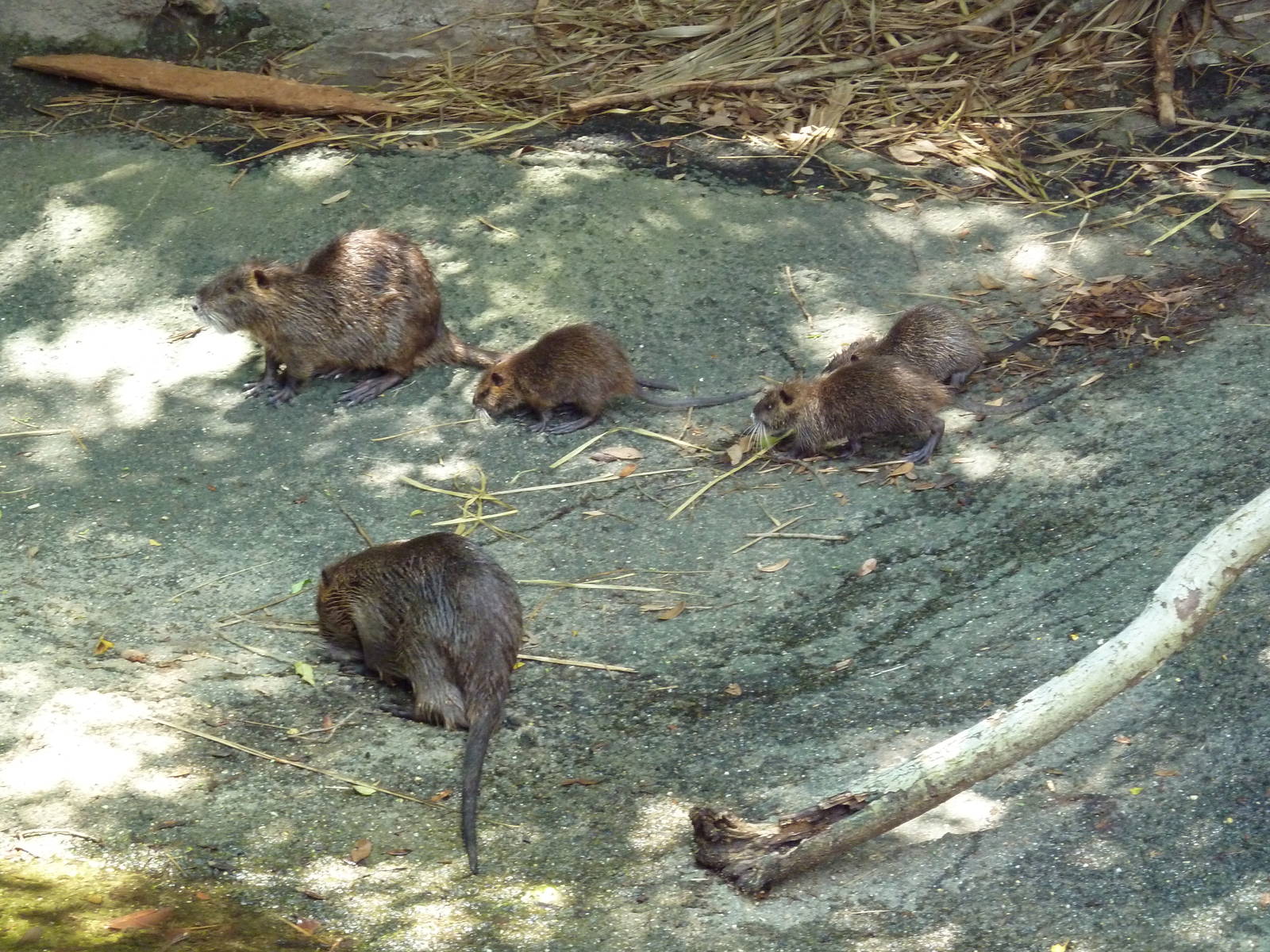 Louisiana Swamp - Nutria