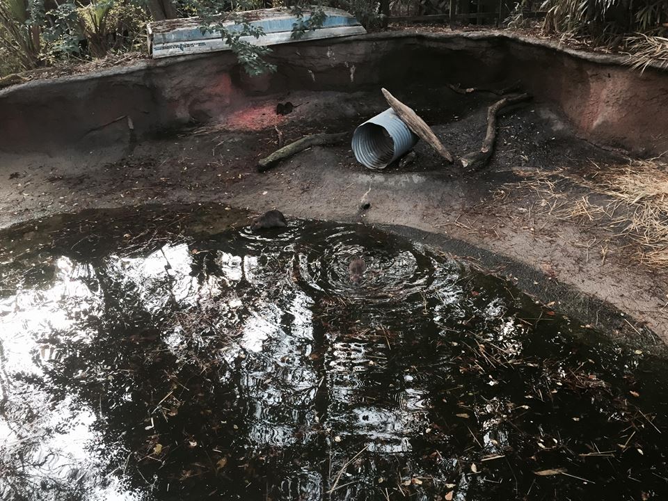 Louisiana Swamp- Nutria