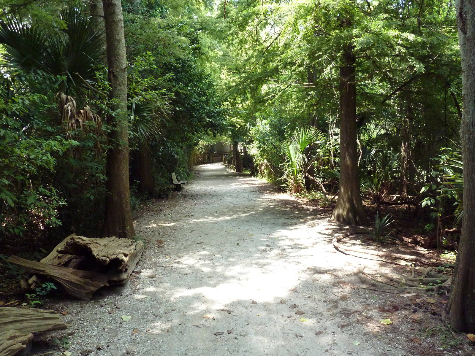 Louisiana Swamp - Pathway