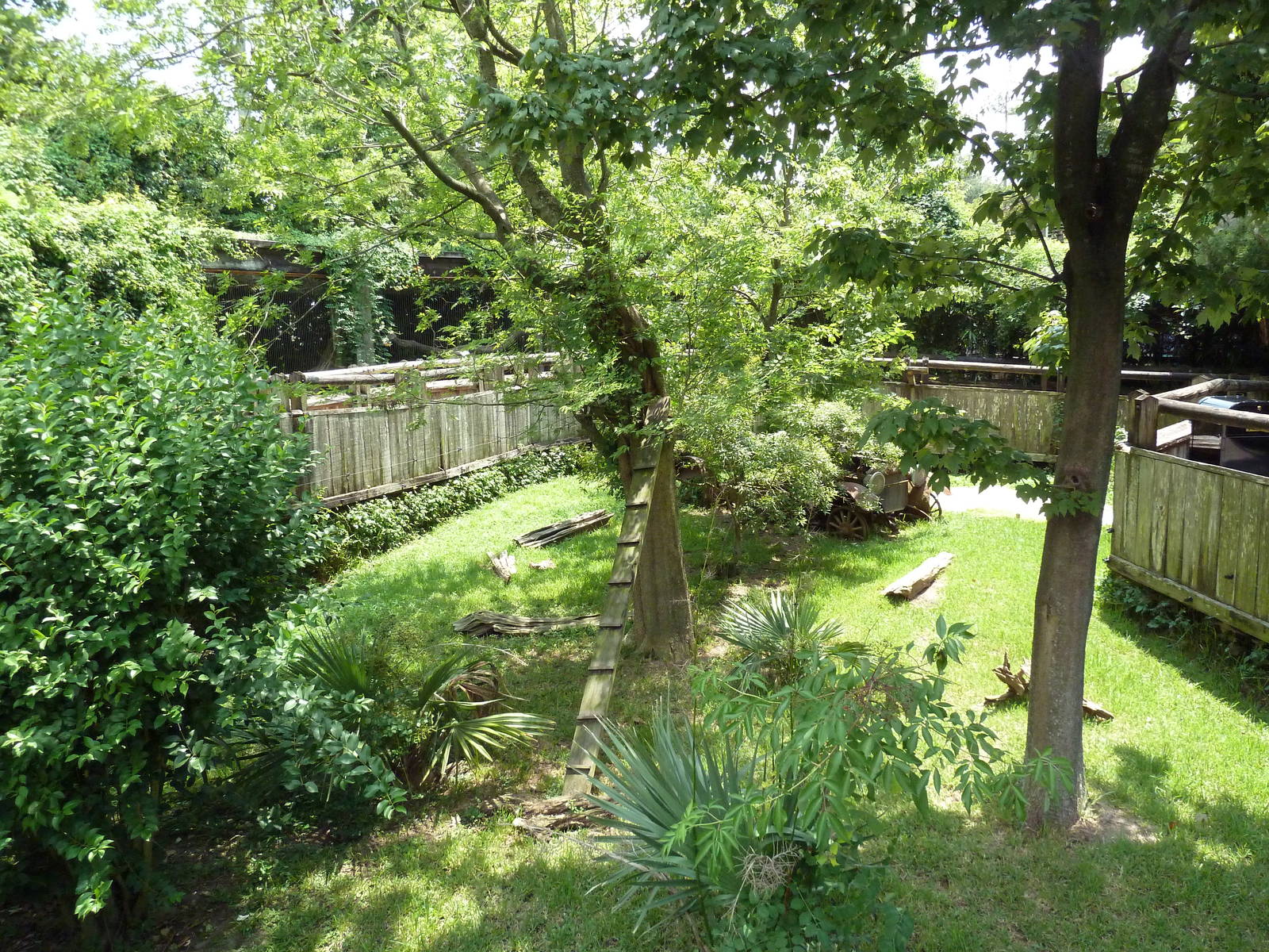Louisiana Swamp - Raccoon Exhibit