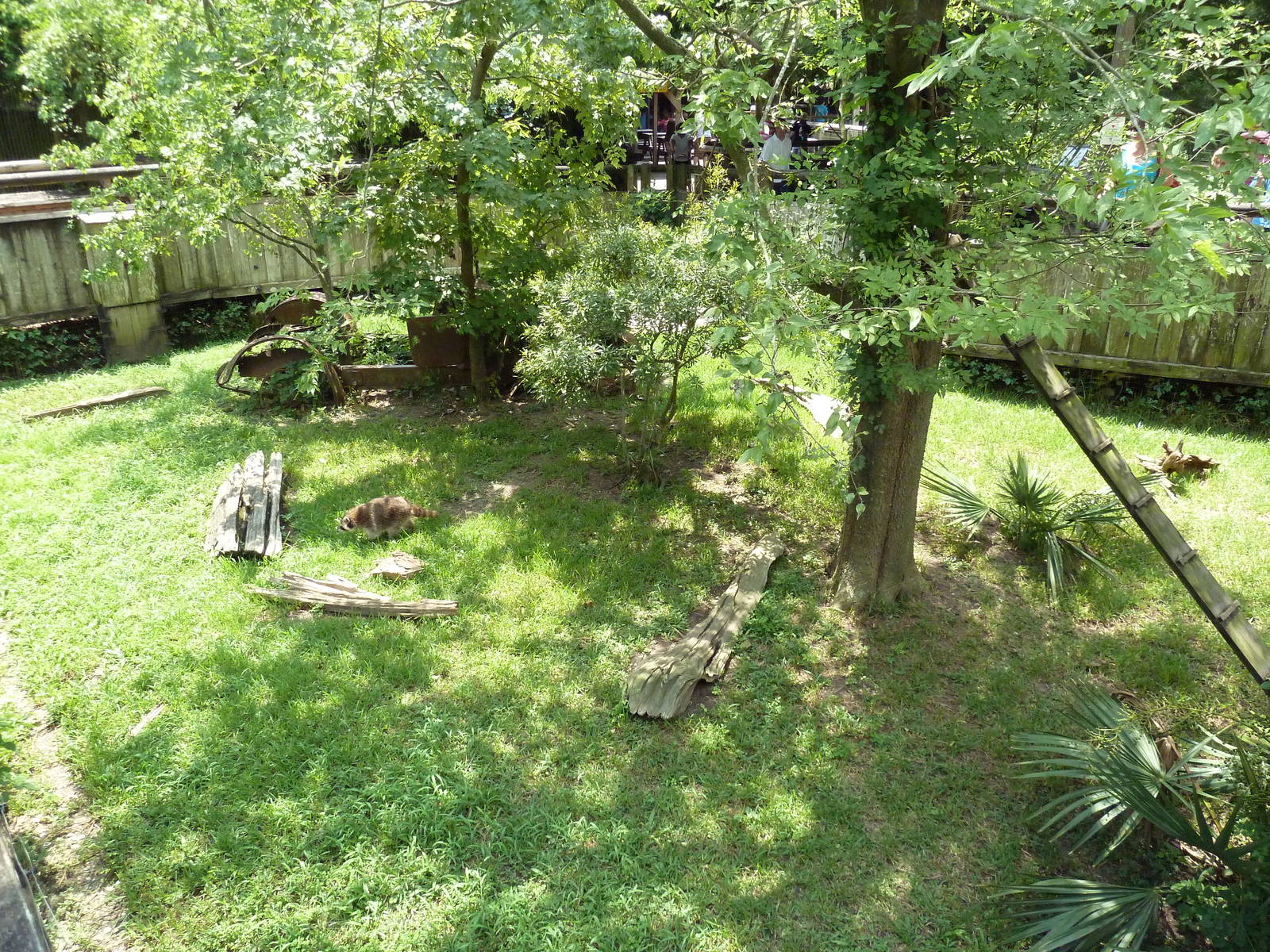 Louisiana Swamp - Raccoon Exhibit