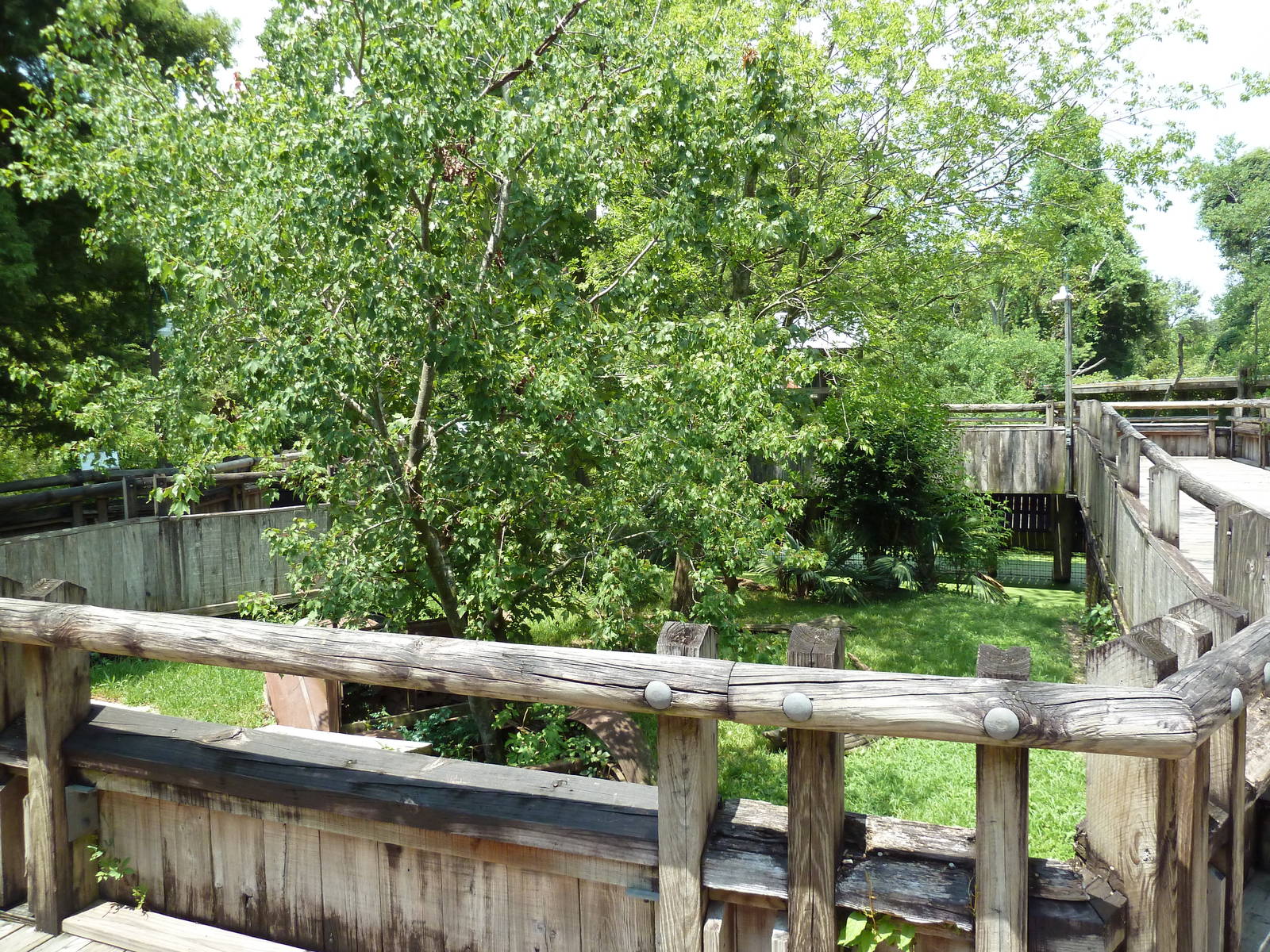 Louisiana Swamp - Raccoon Exhibit