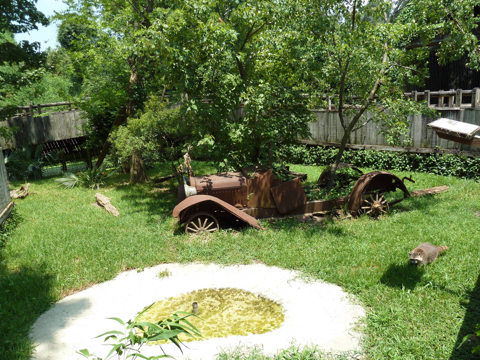 Louisiana Swamp - Raccoon Exhibit