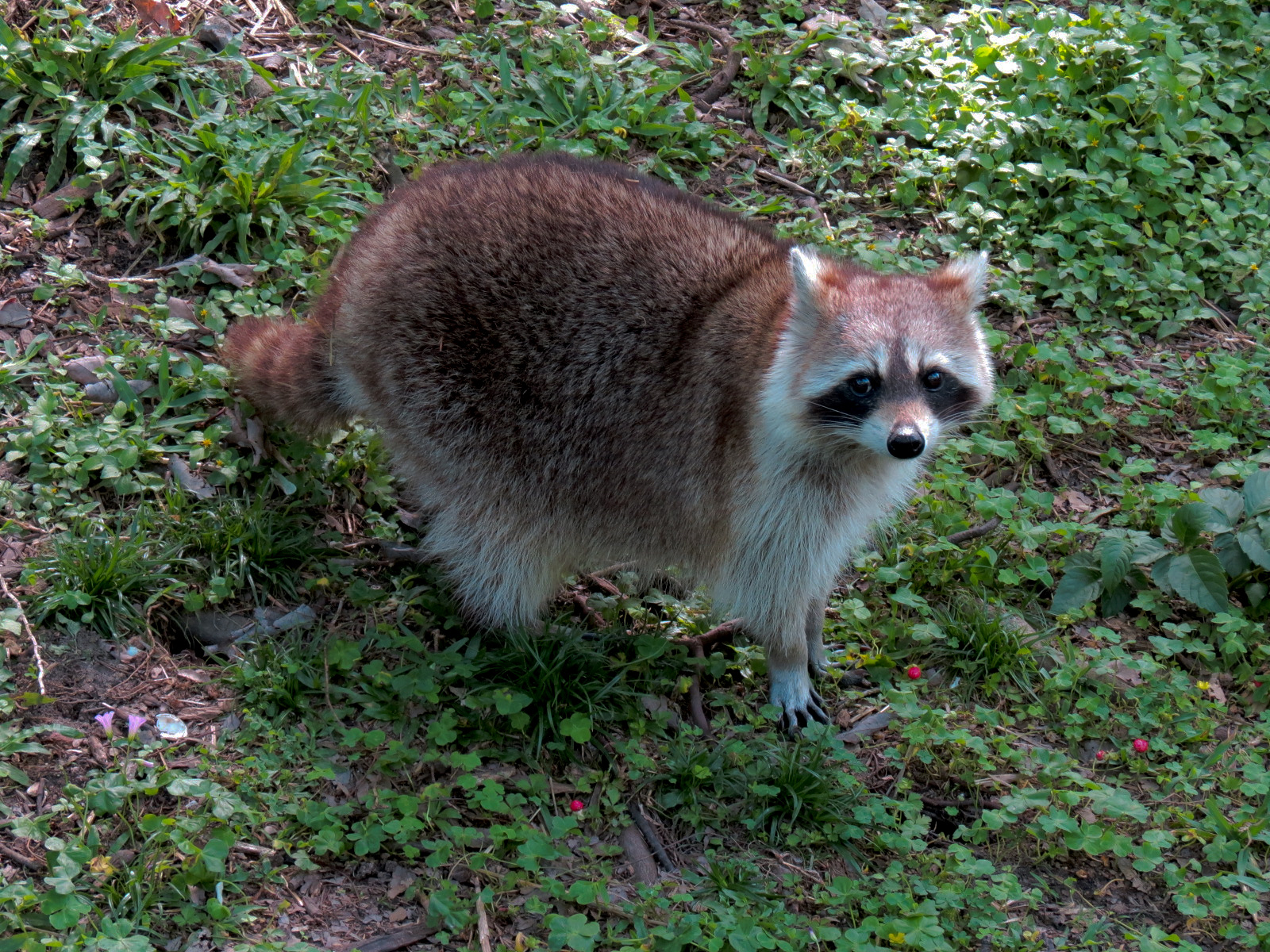 Louisiana Swamp - Raccoon Exhibit