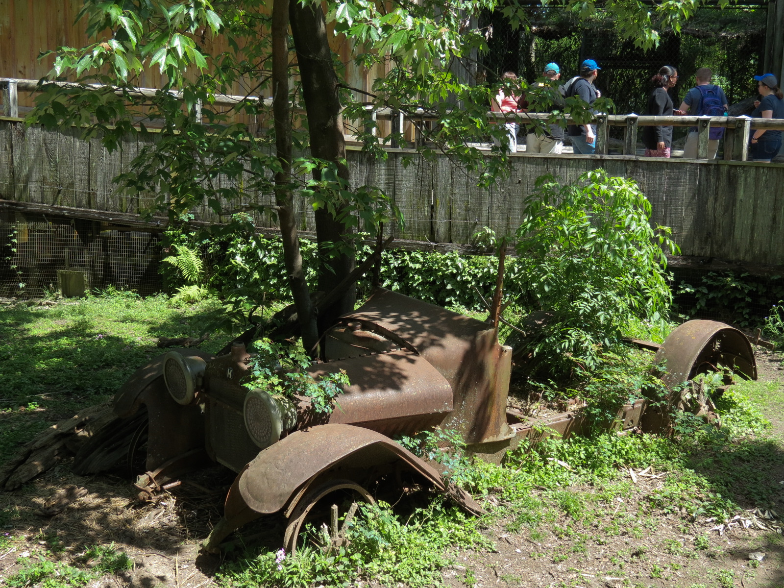 Louisiana Swamp - Raccoon Exhibit