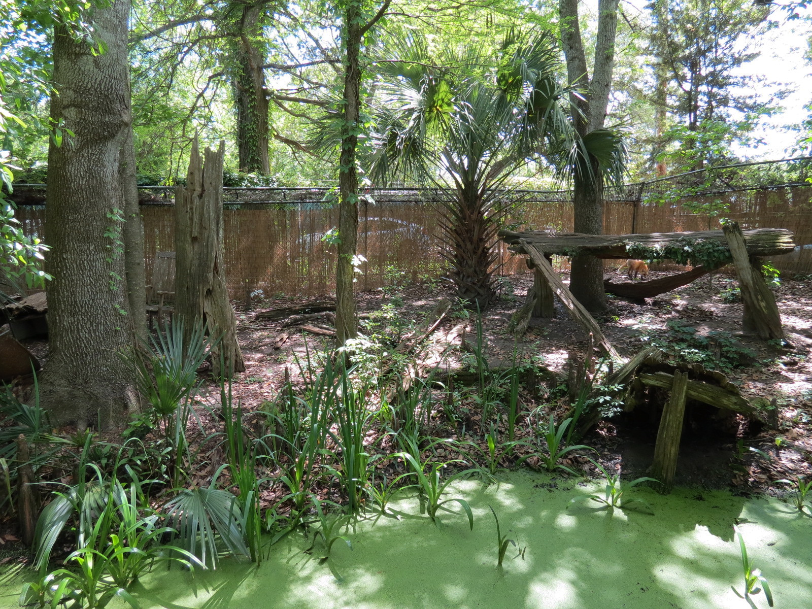 Louisiana Swamp - Red Fox Exhibit