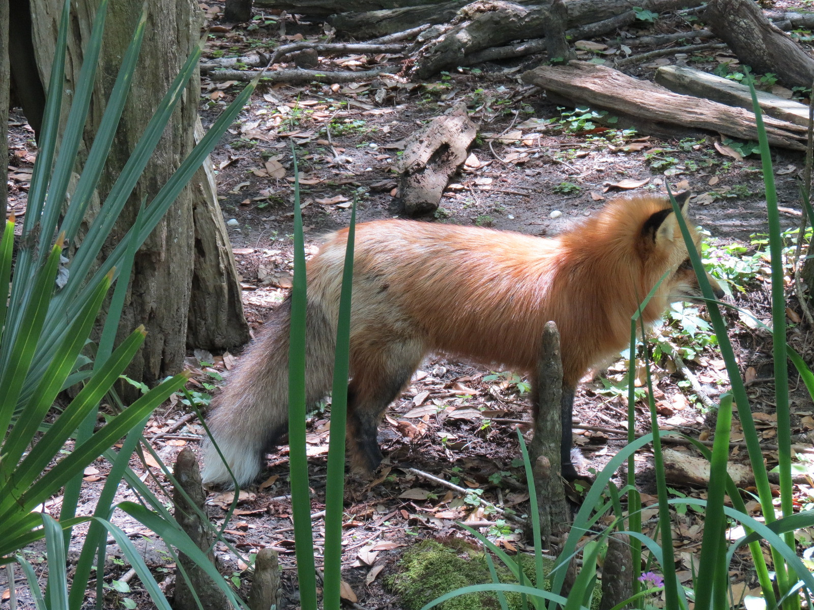 Louisiana Swamp - Red Fox Exhibit