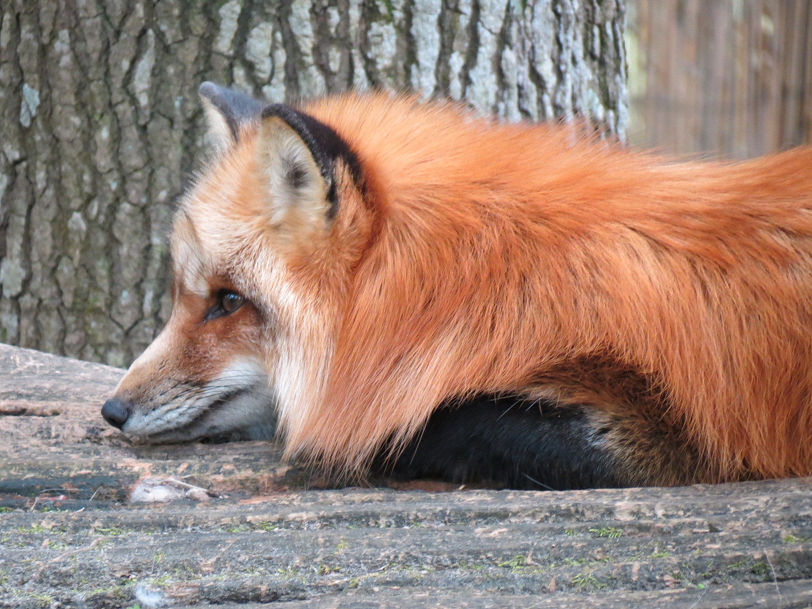 Louisiana Swamp - Red Fox Exhibit