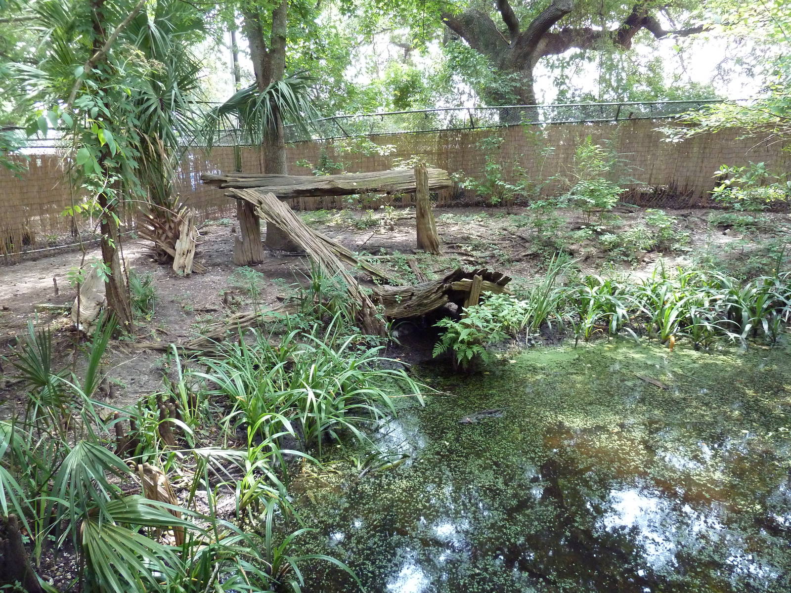 Louisiana Swamp - Red Fox/Gray Fox Exhibit
