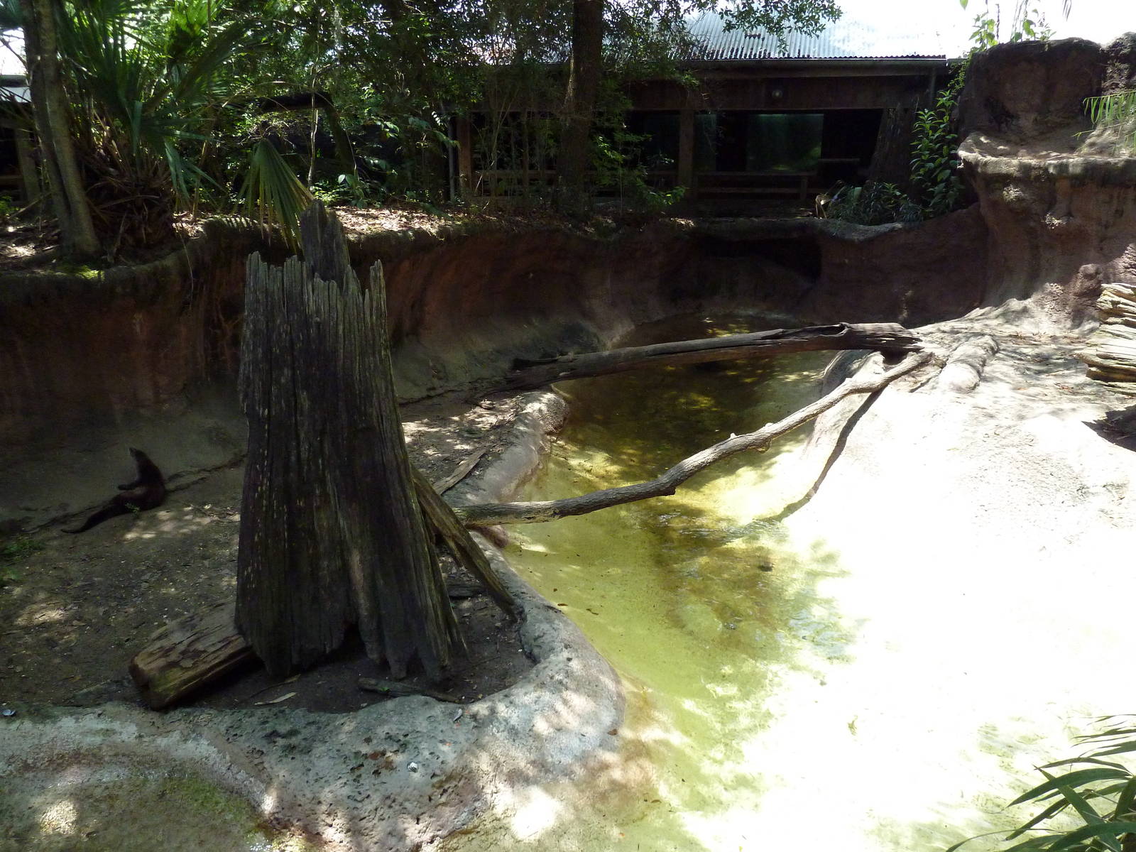 Louisiana Swamp - River Otter Exhibit