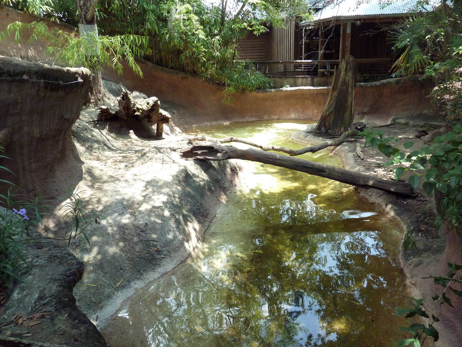 Louisiana Swamp - River Otter Exhibit