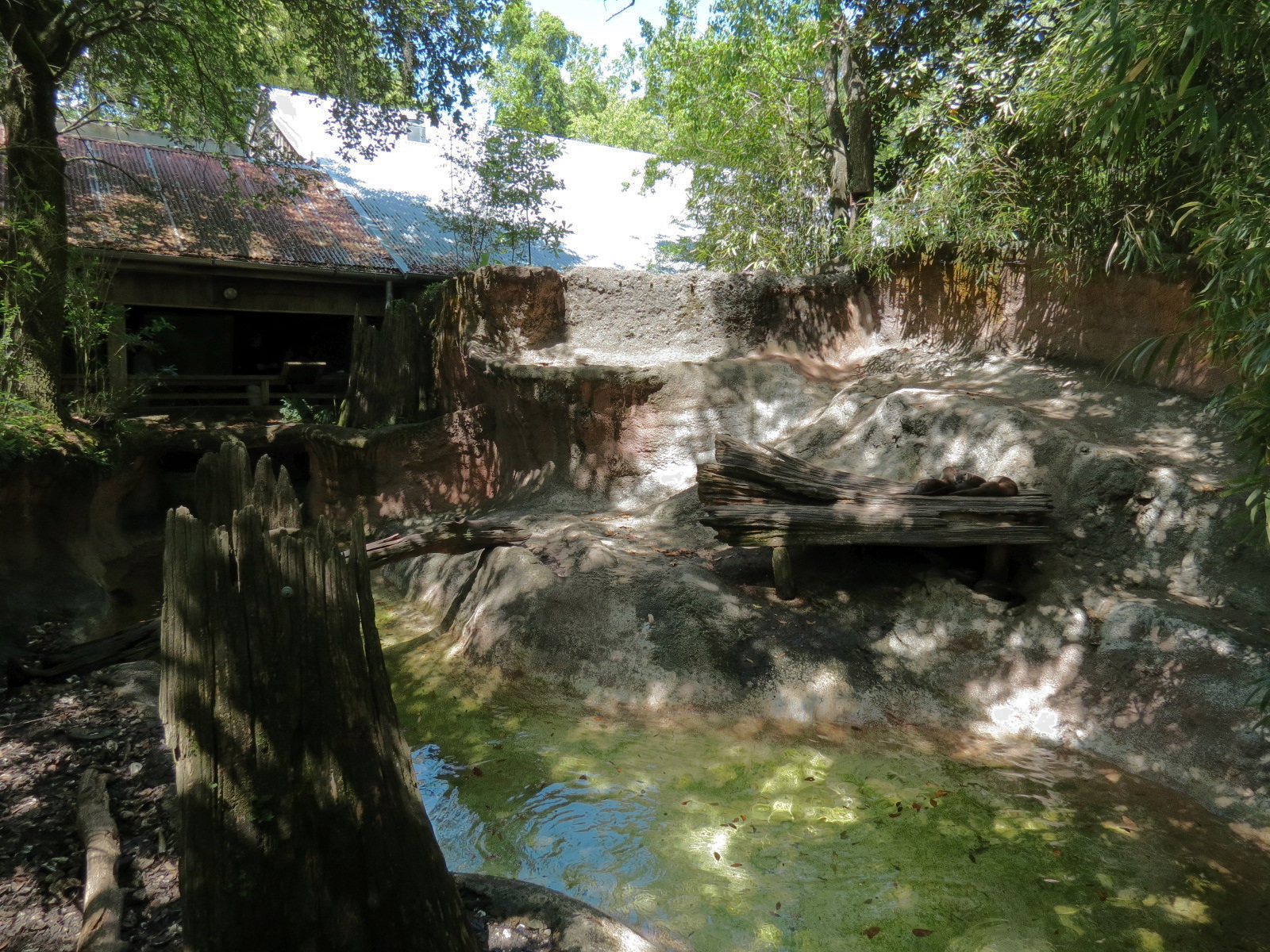 Louisiana Swamp - River Otter Exhibit