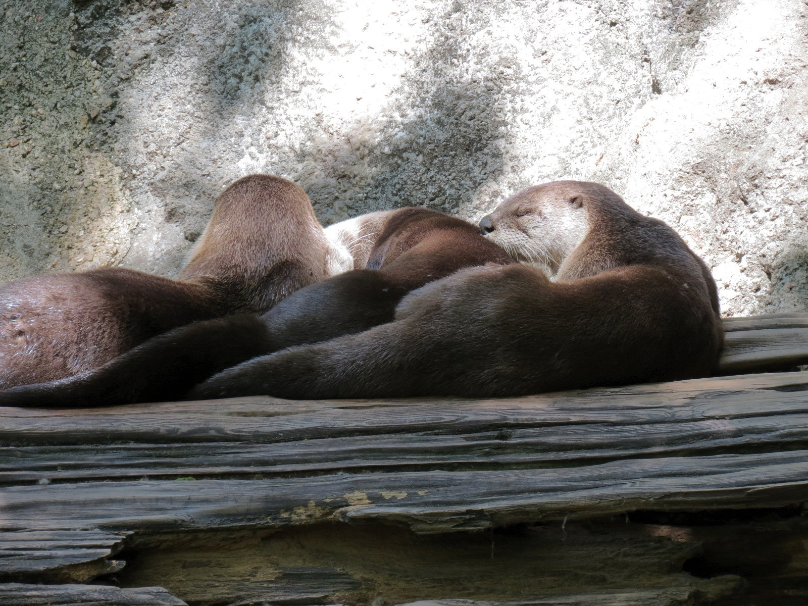 Louisiana Swamp - River Otter Exhibit