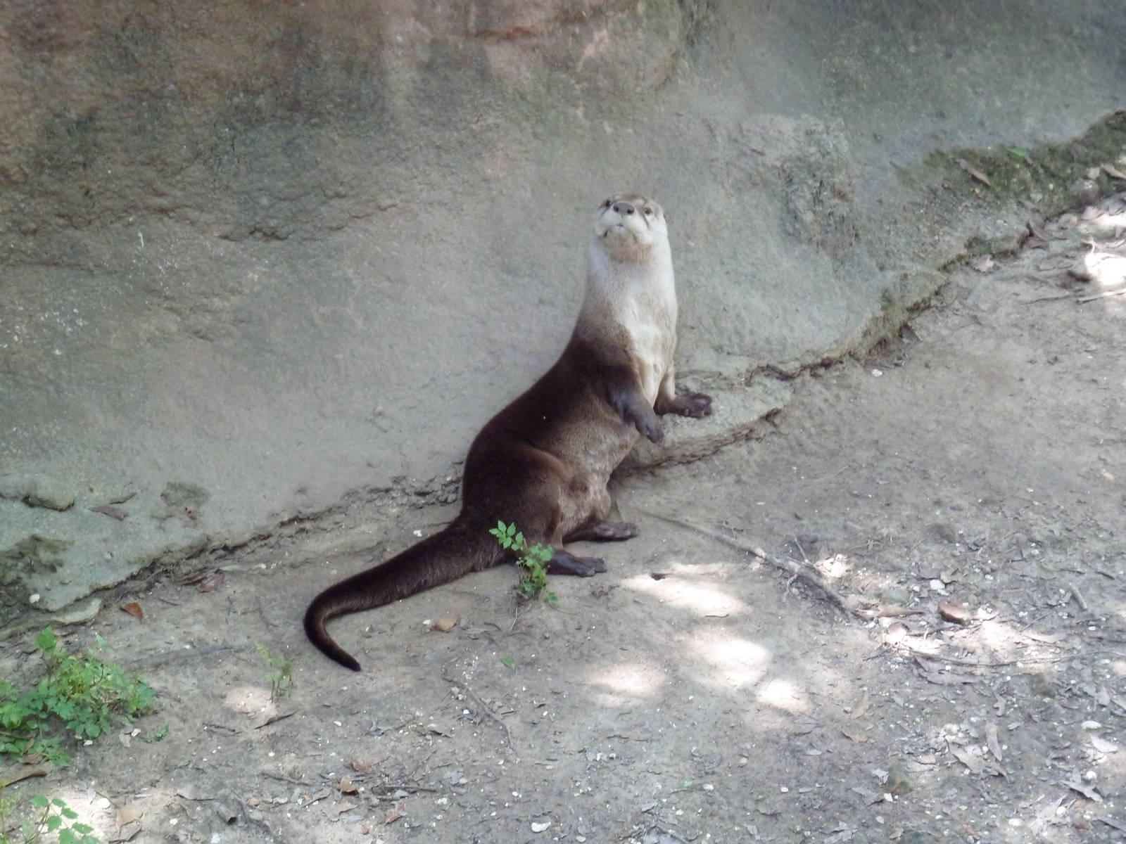 Louisiana Swamp - River Otter